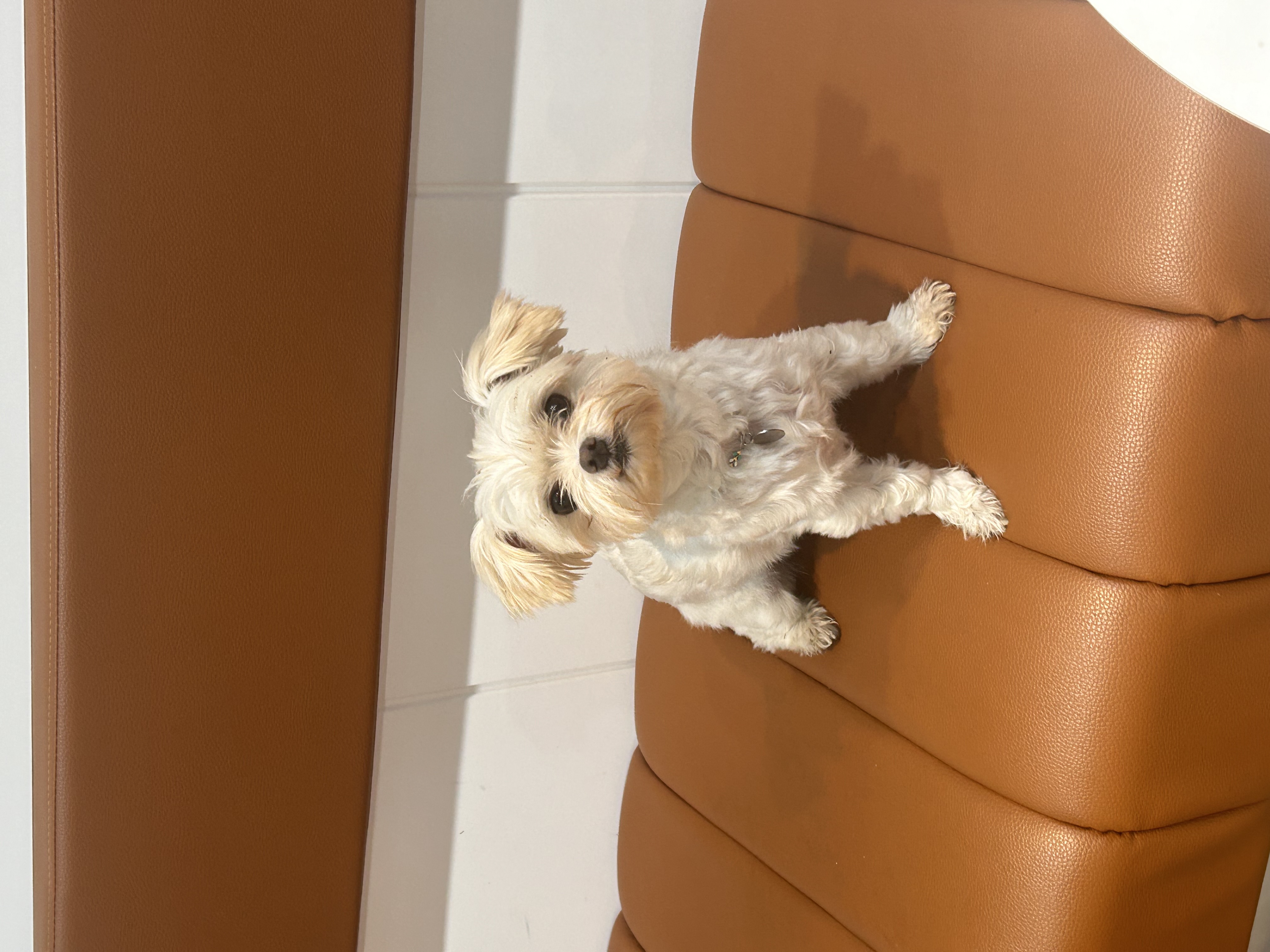 소금이(예뽕이)6개월차 임보일기