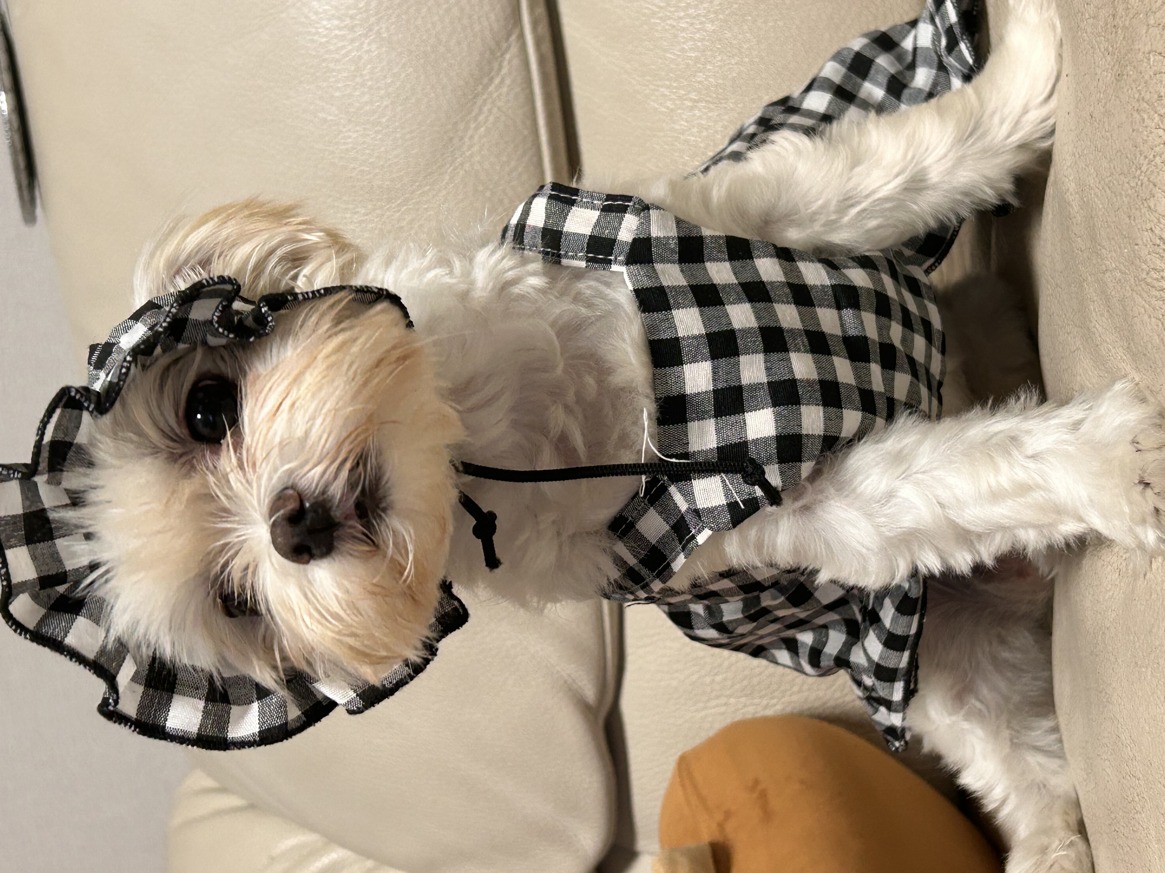 소금이(예뽕이)6개월차 임보일기