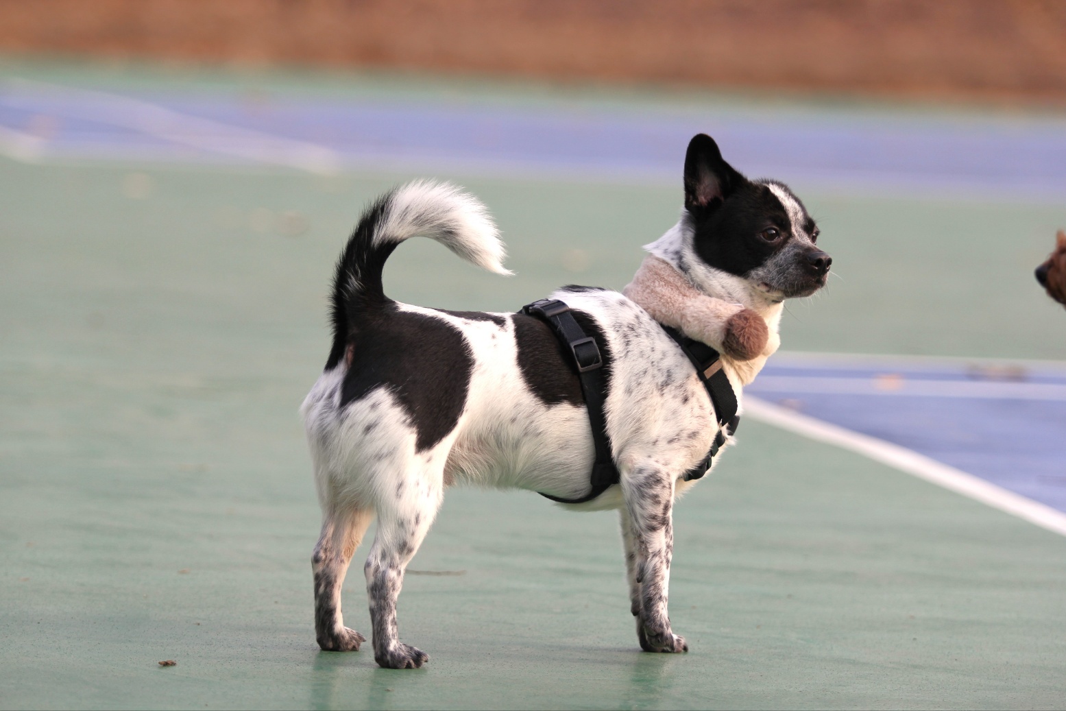 쿠키(구 마뜨)3주년입양후이야기~~~