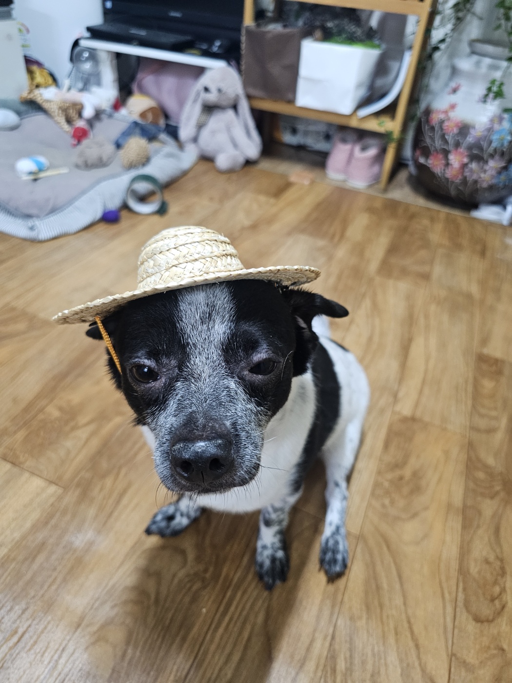 쿠키(구 마뜨)3주년입양후이야기~~~