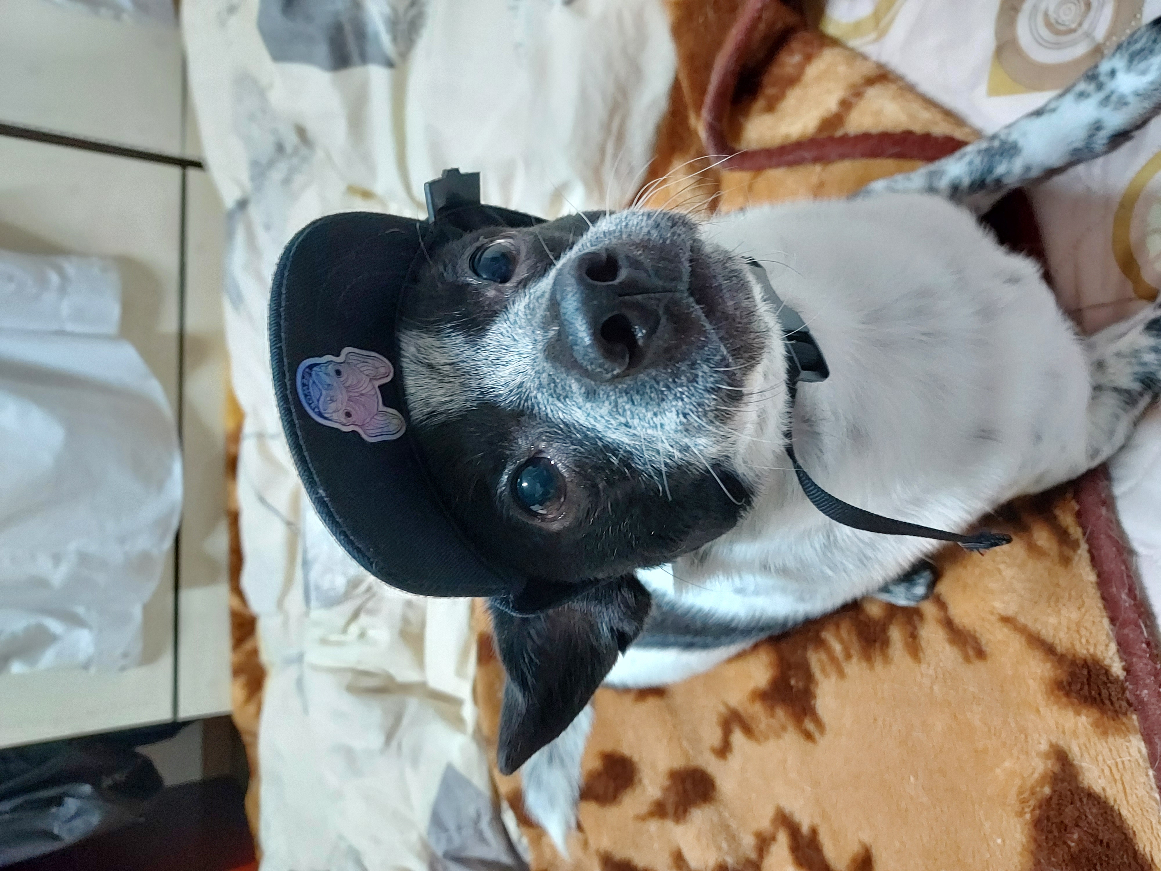 쿠키(구 마뜨)3주년입양후이야기~~~