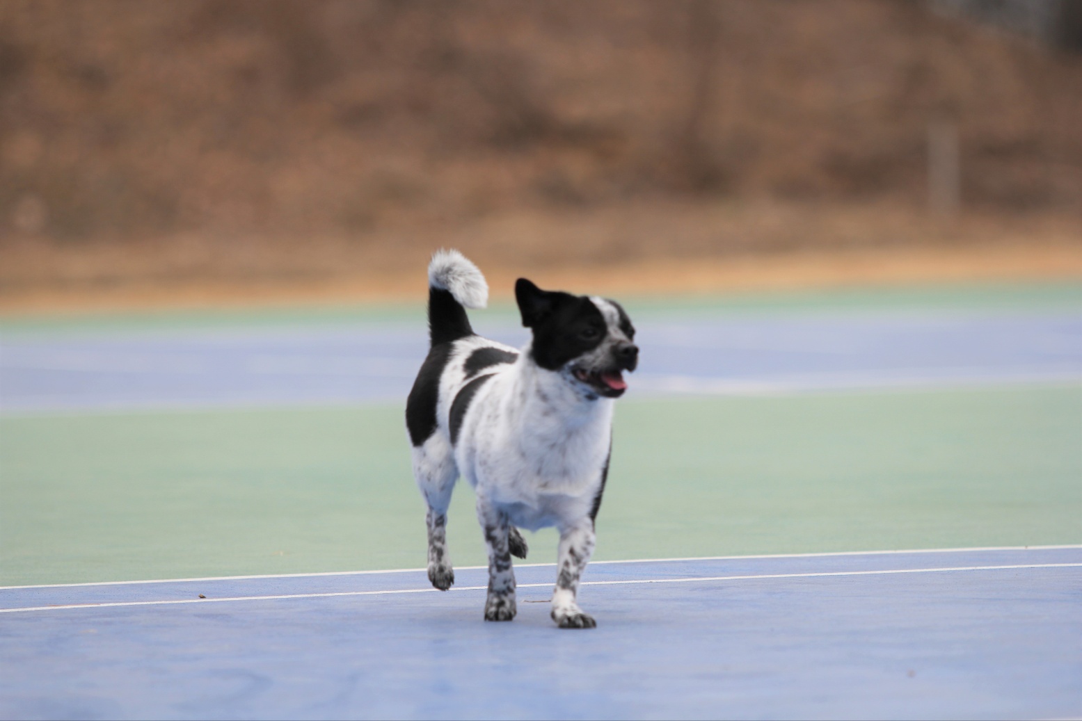 쿠키(구 마뜨)3주년입양후이야기~~~
