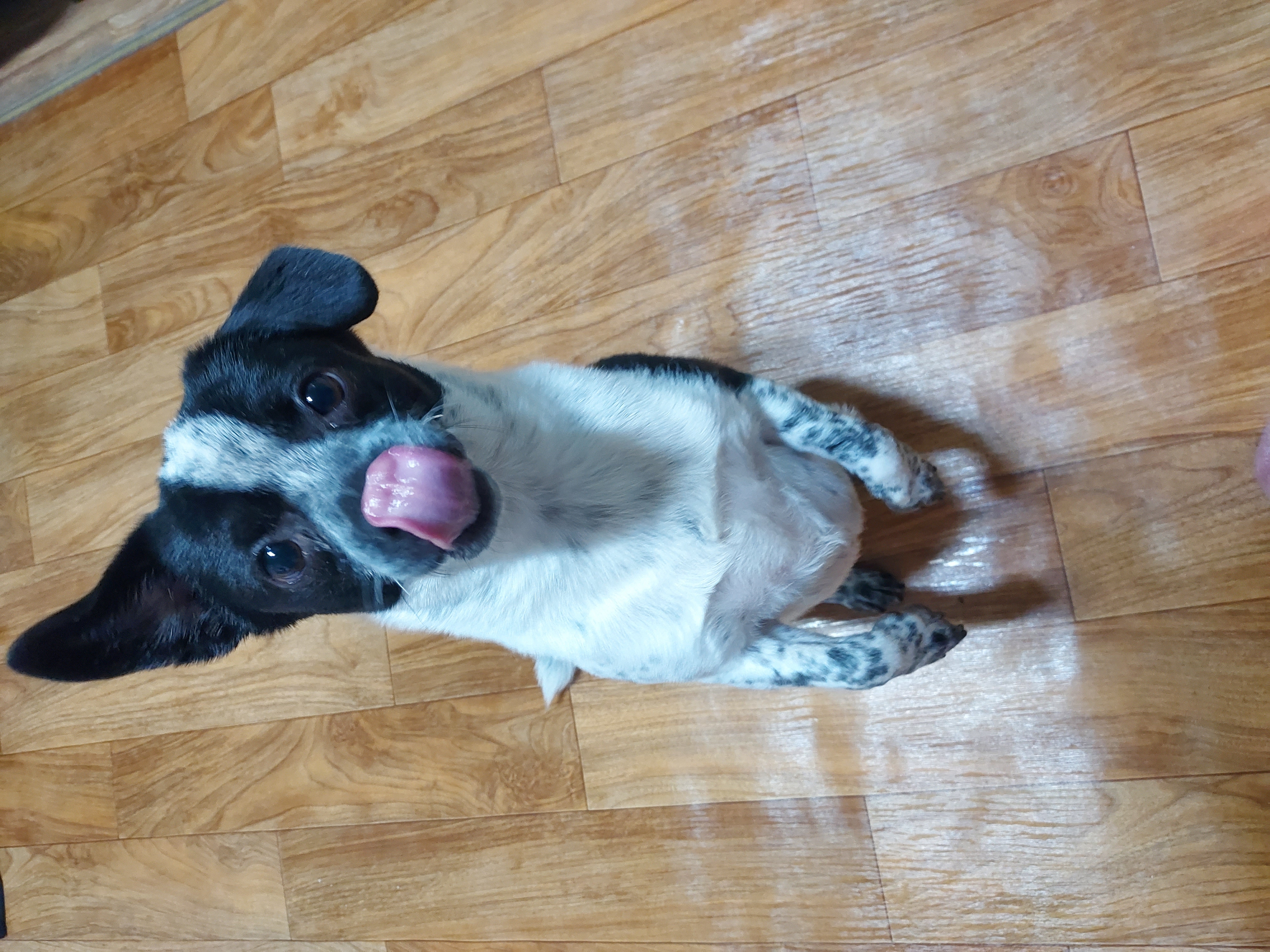 쿠키(구 마뜨)3주년입양후이야기~~~