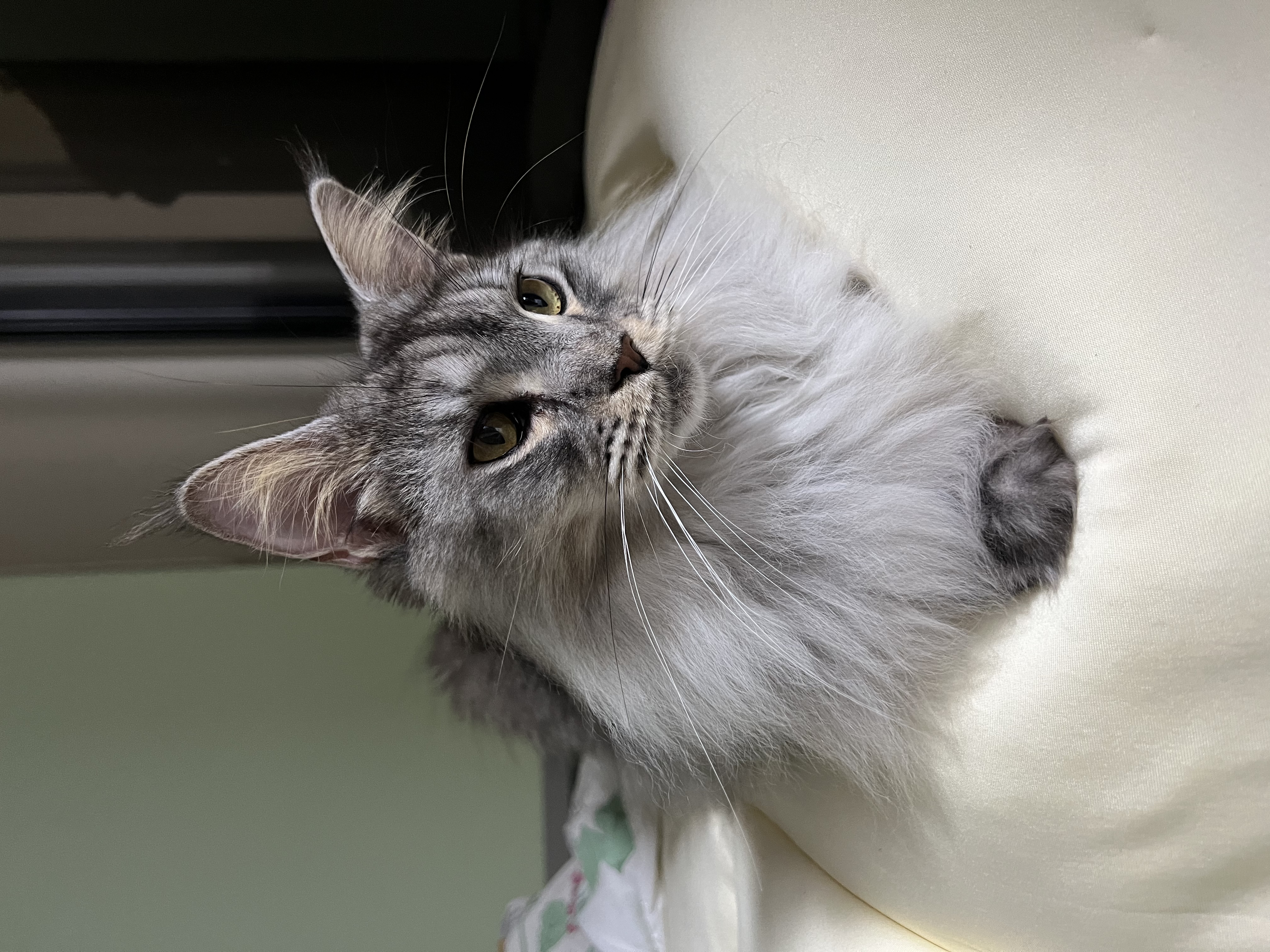 이슬이(현:레이) 일주일 후기입니다!