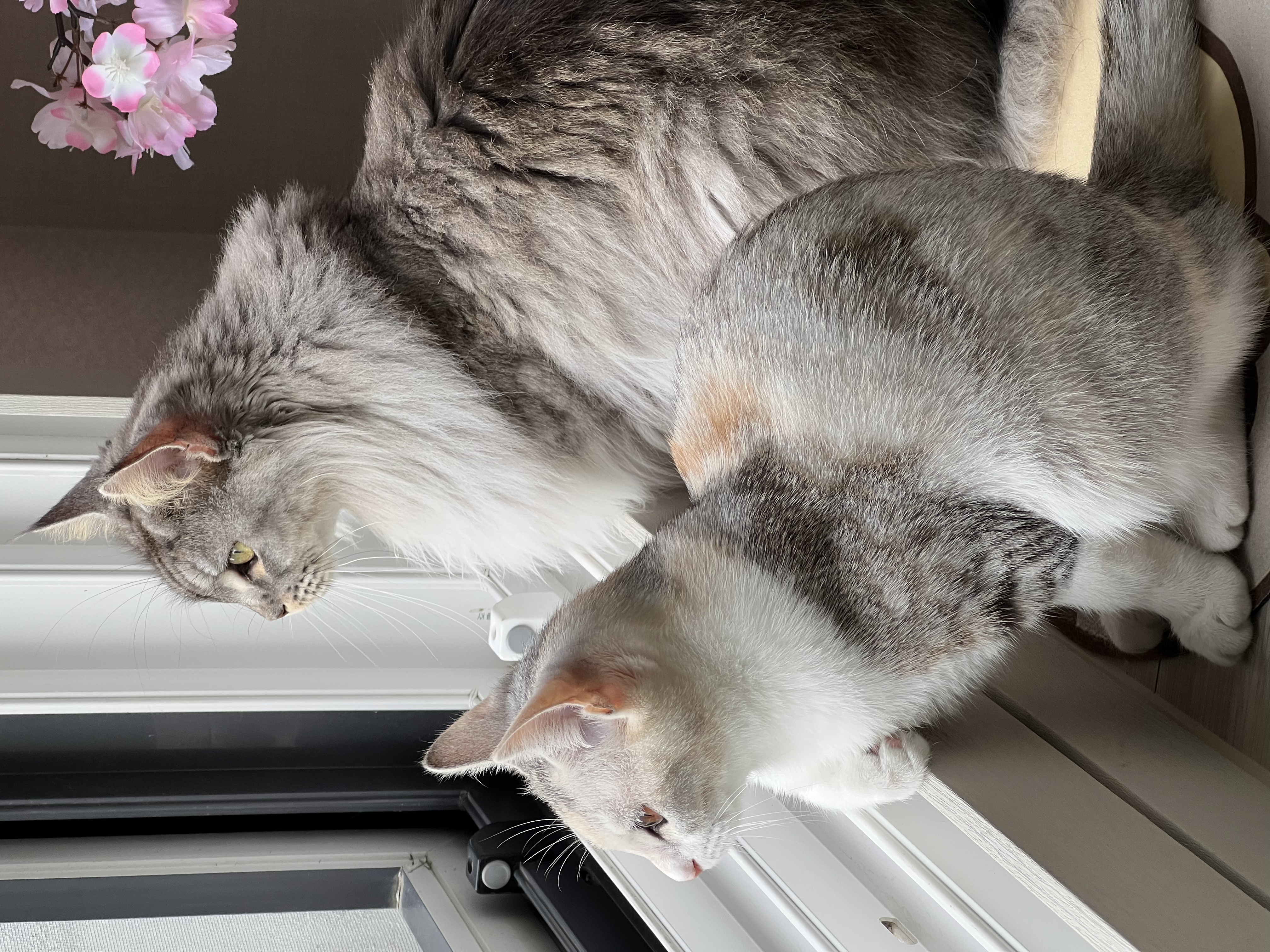 이슬이(현:레이) 일주일 후기입니다!