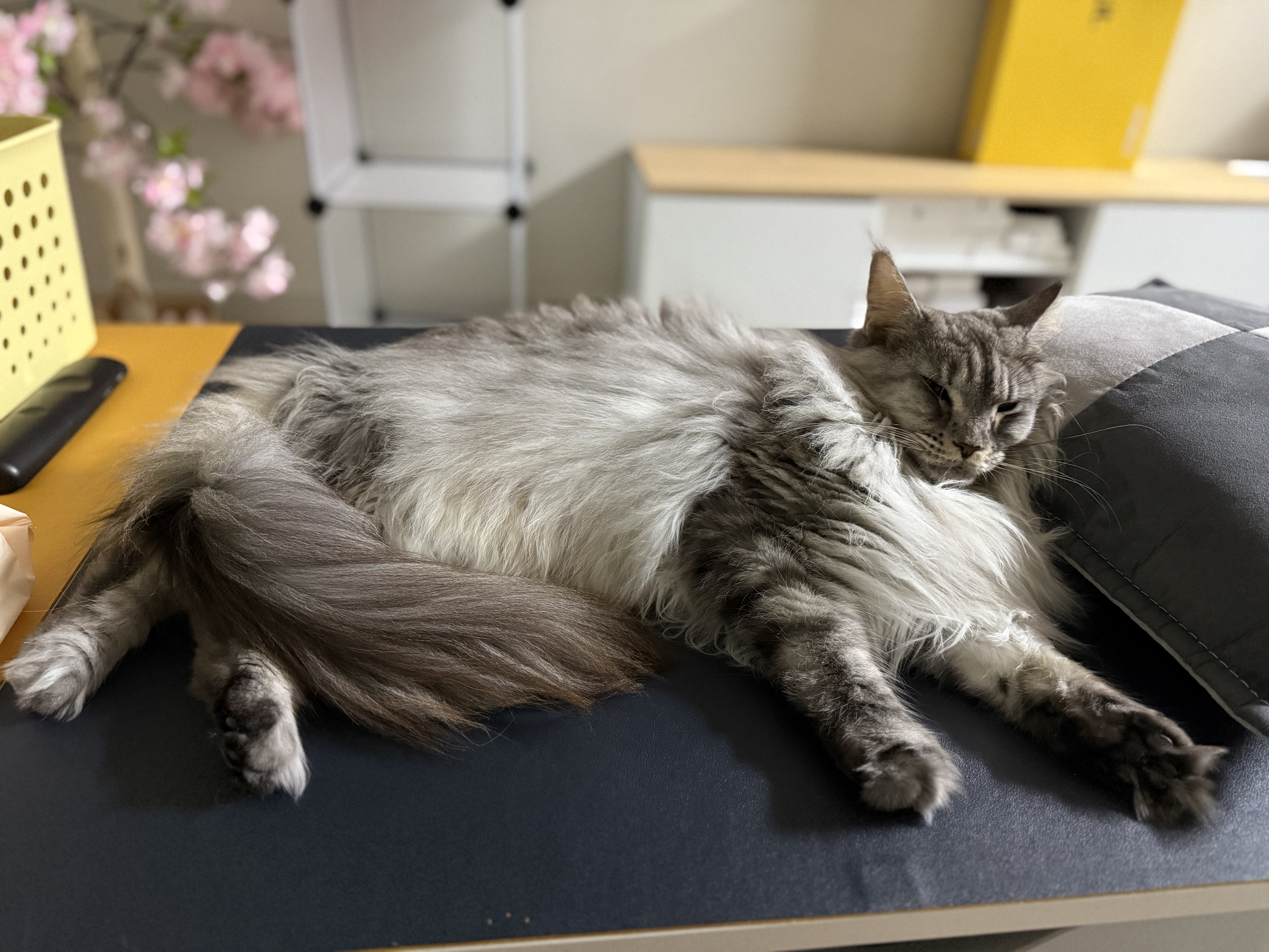 이슬이(현:레이) 일주일 후기입니다!