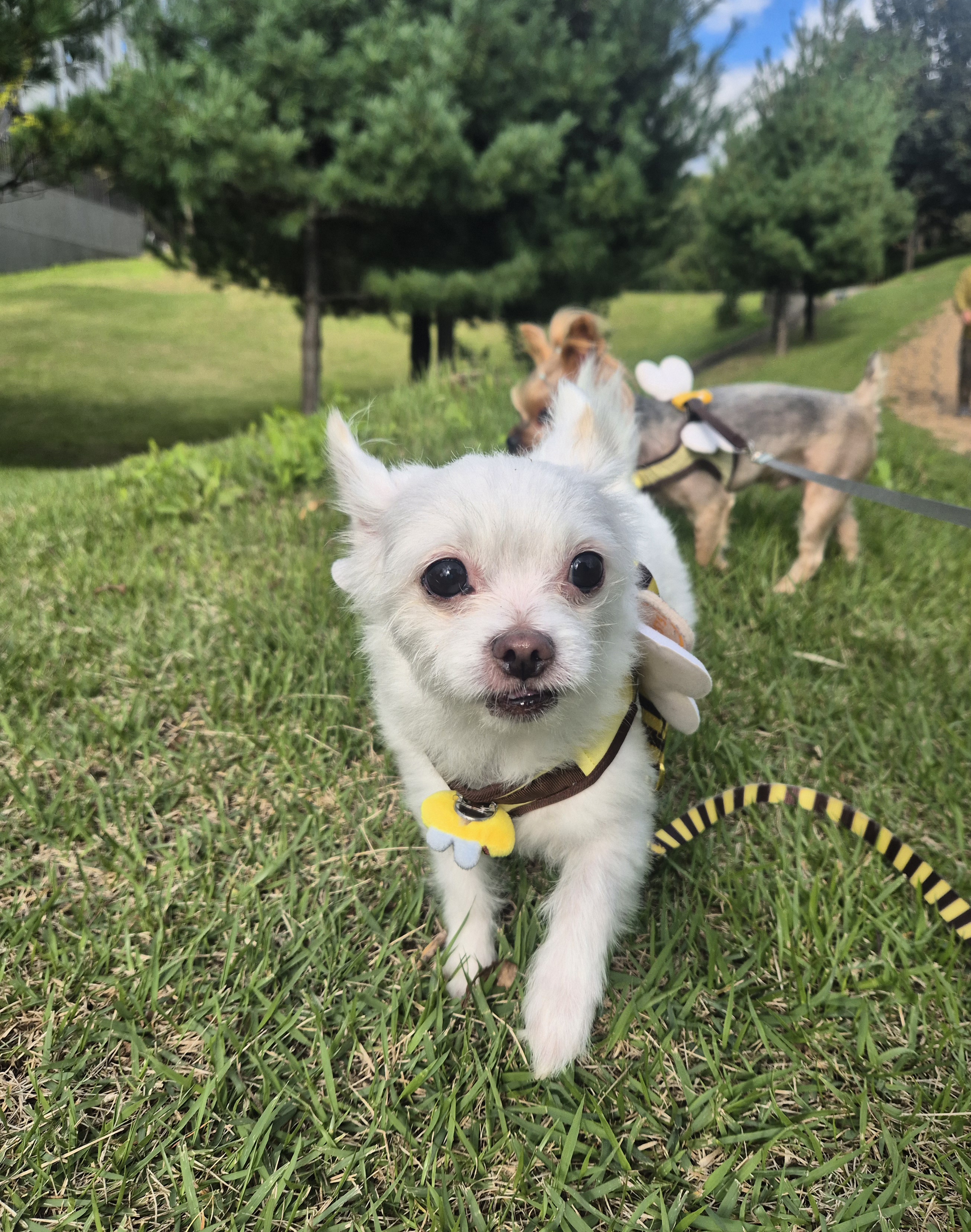 충남 구조견 오투(현 설희) 근황 올려봐요^^