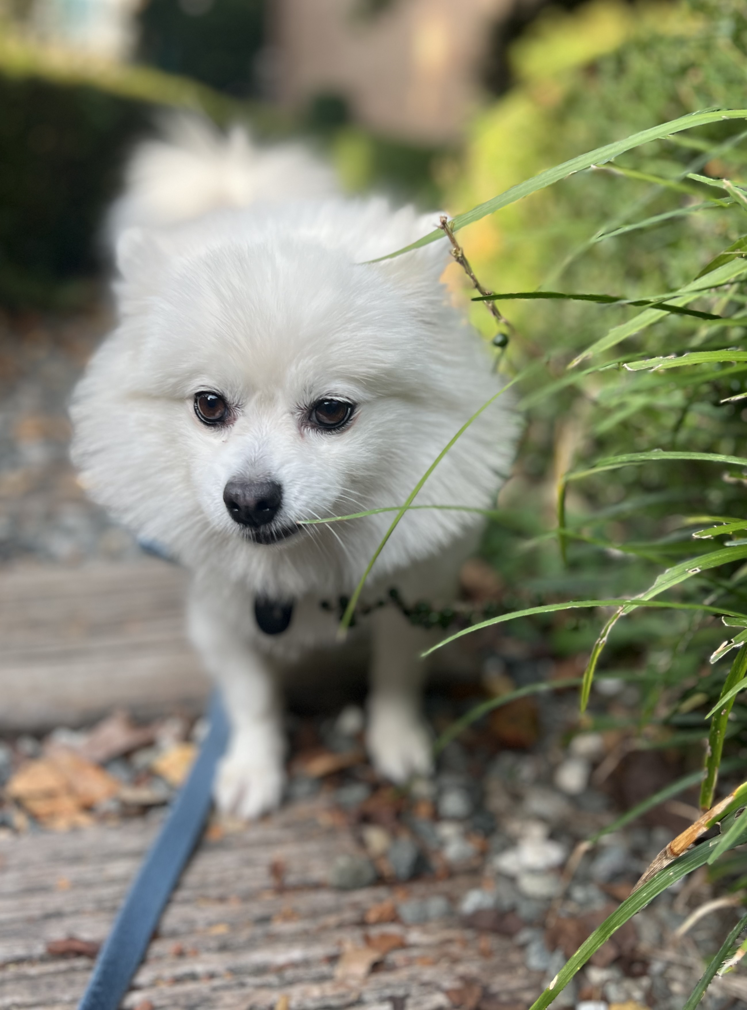 오쥬 임시보호 5개월차 근황입니다!