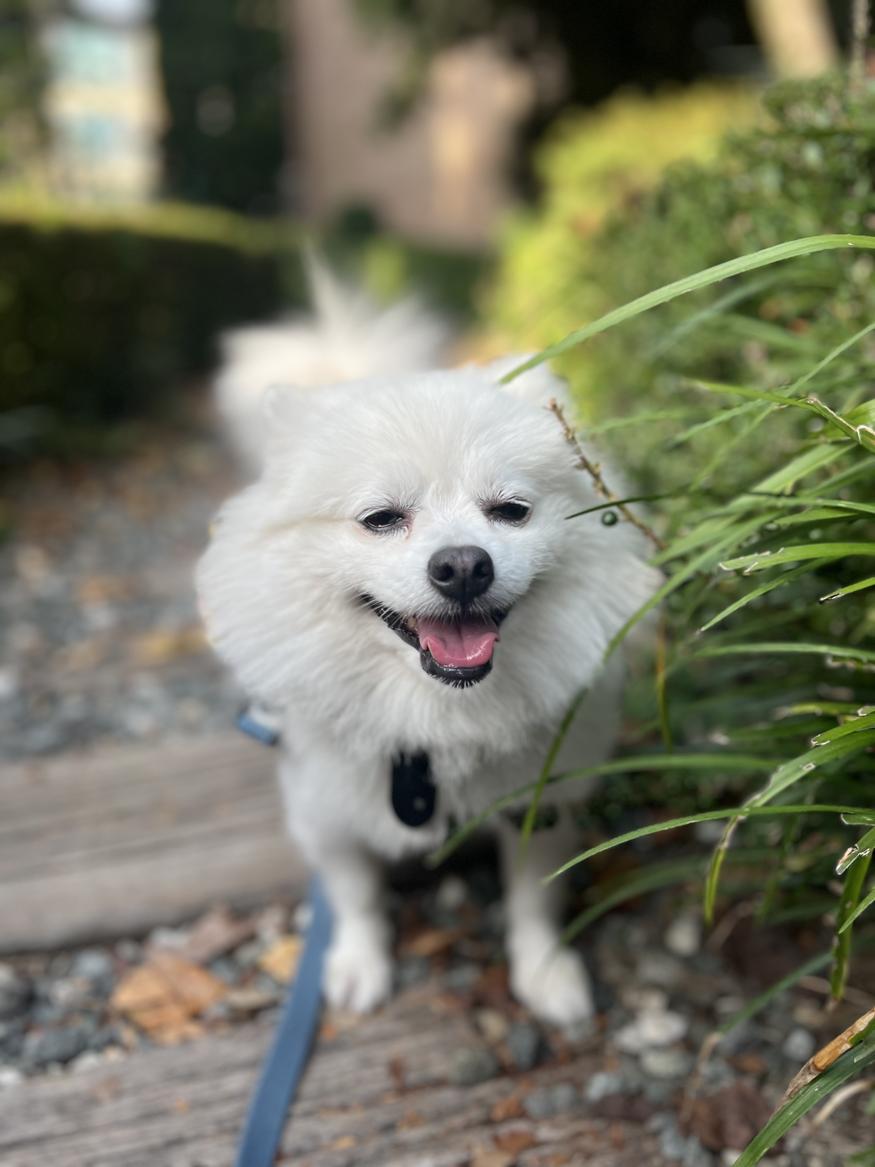 오쥬 임시보호 5개월차 근황입니다!