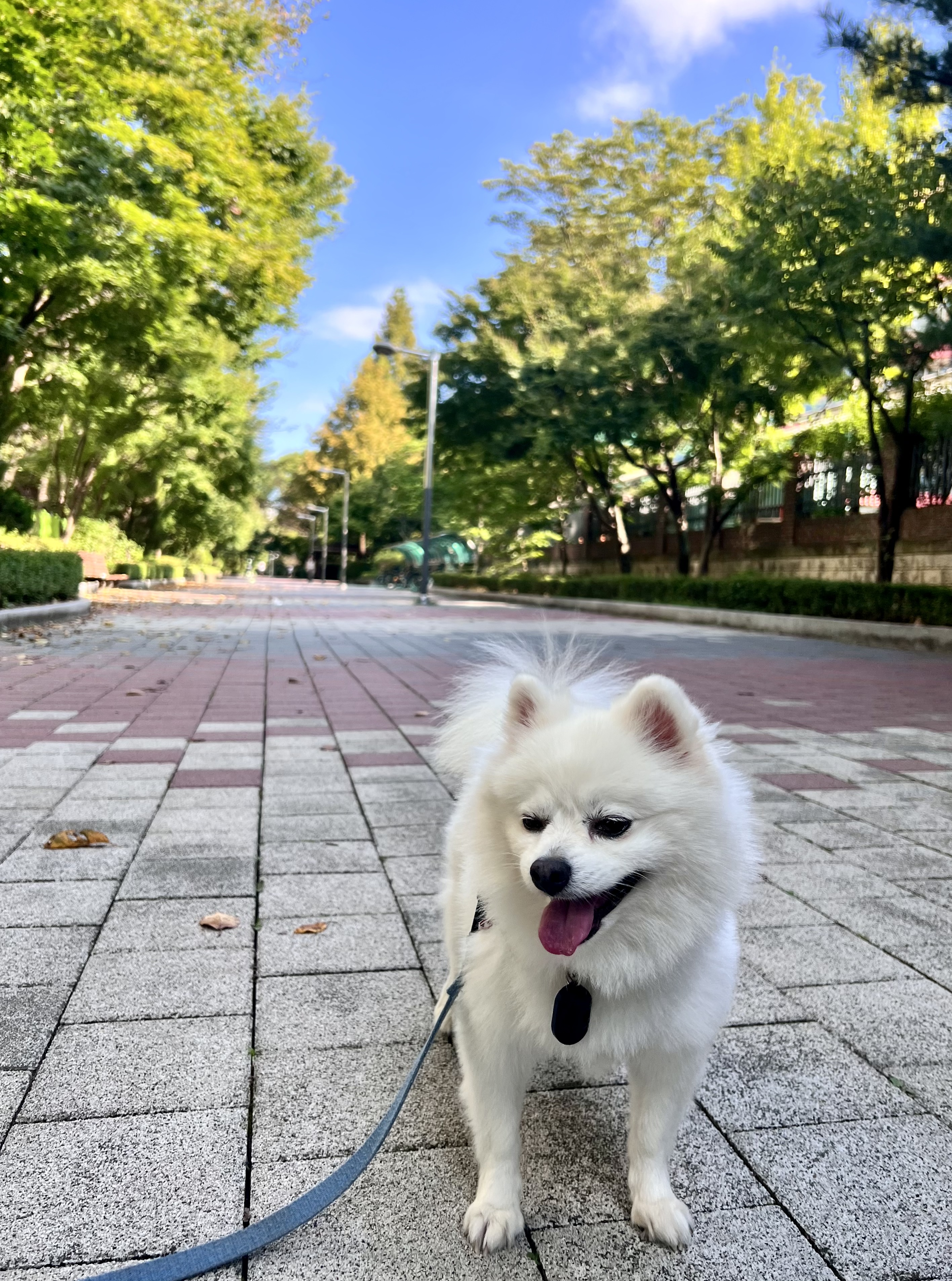 오쥬 임시보호 5개월차 근황입니다!