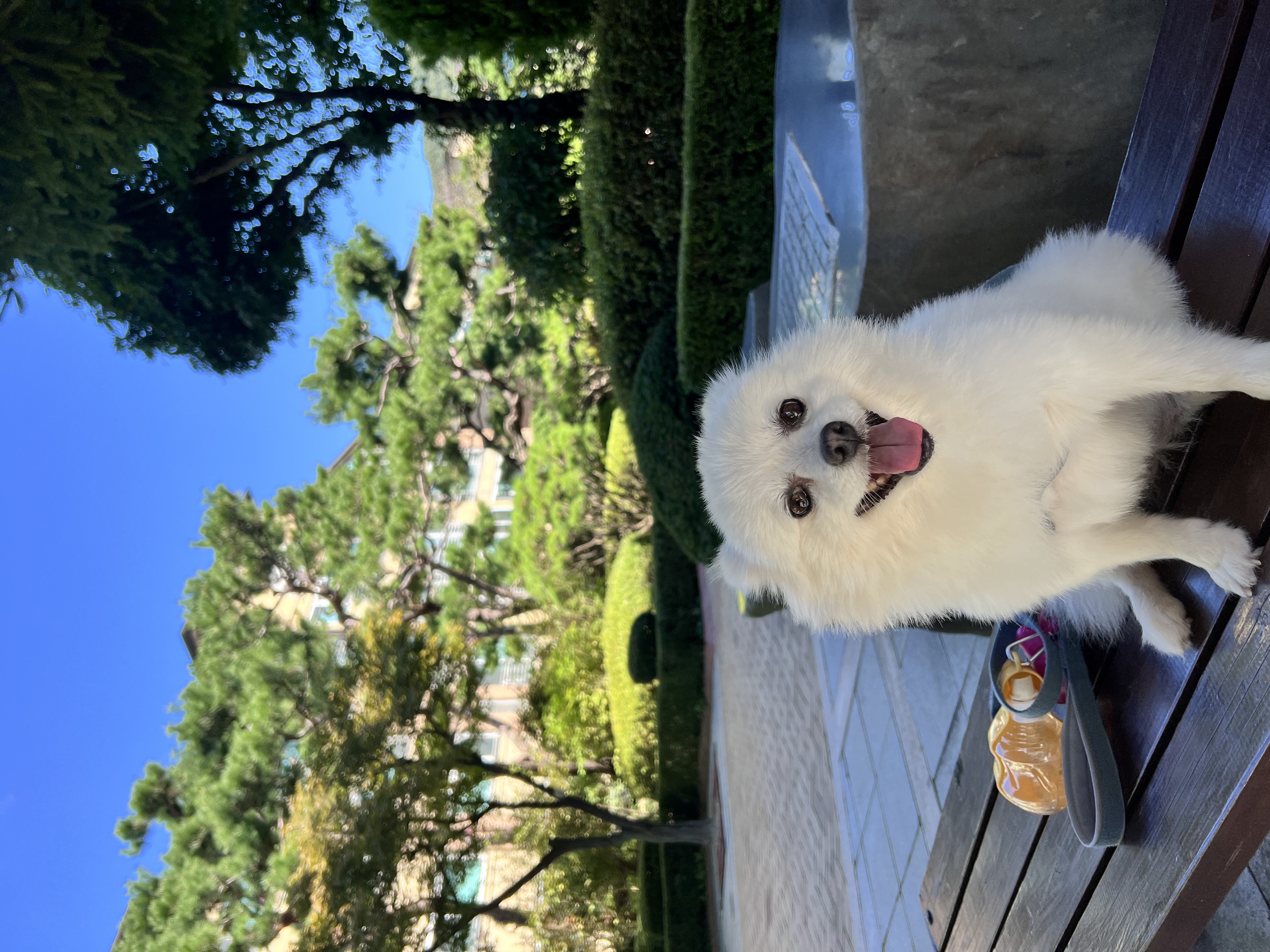 오쥬 임시보호 5개월차 근황입니다!