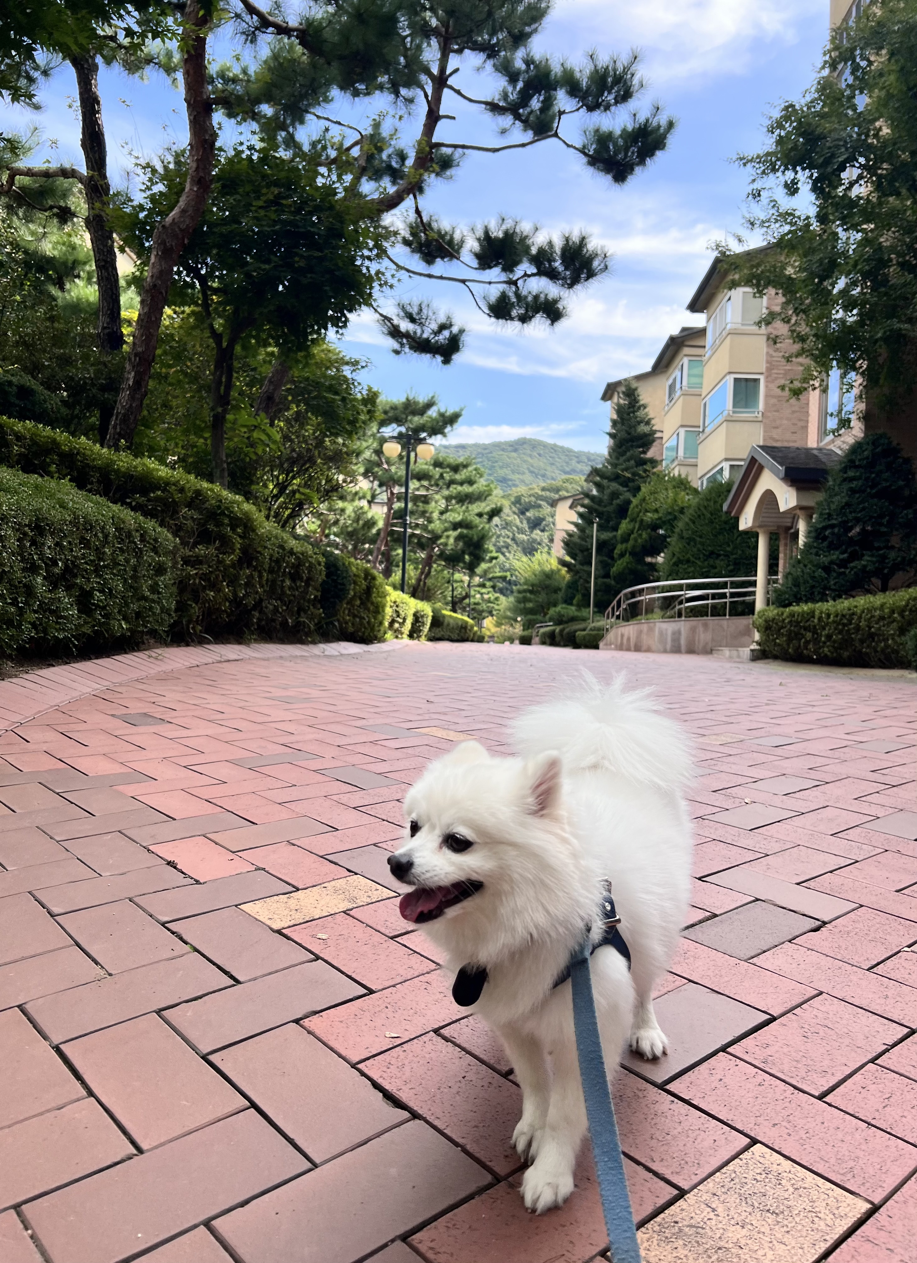 오쥬 임시보호 5개월차 근황입니다!