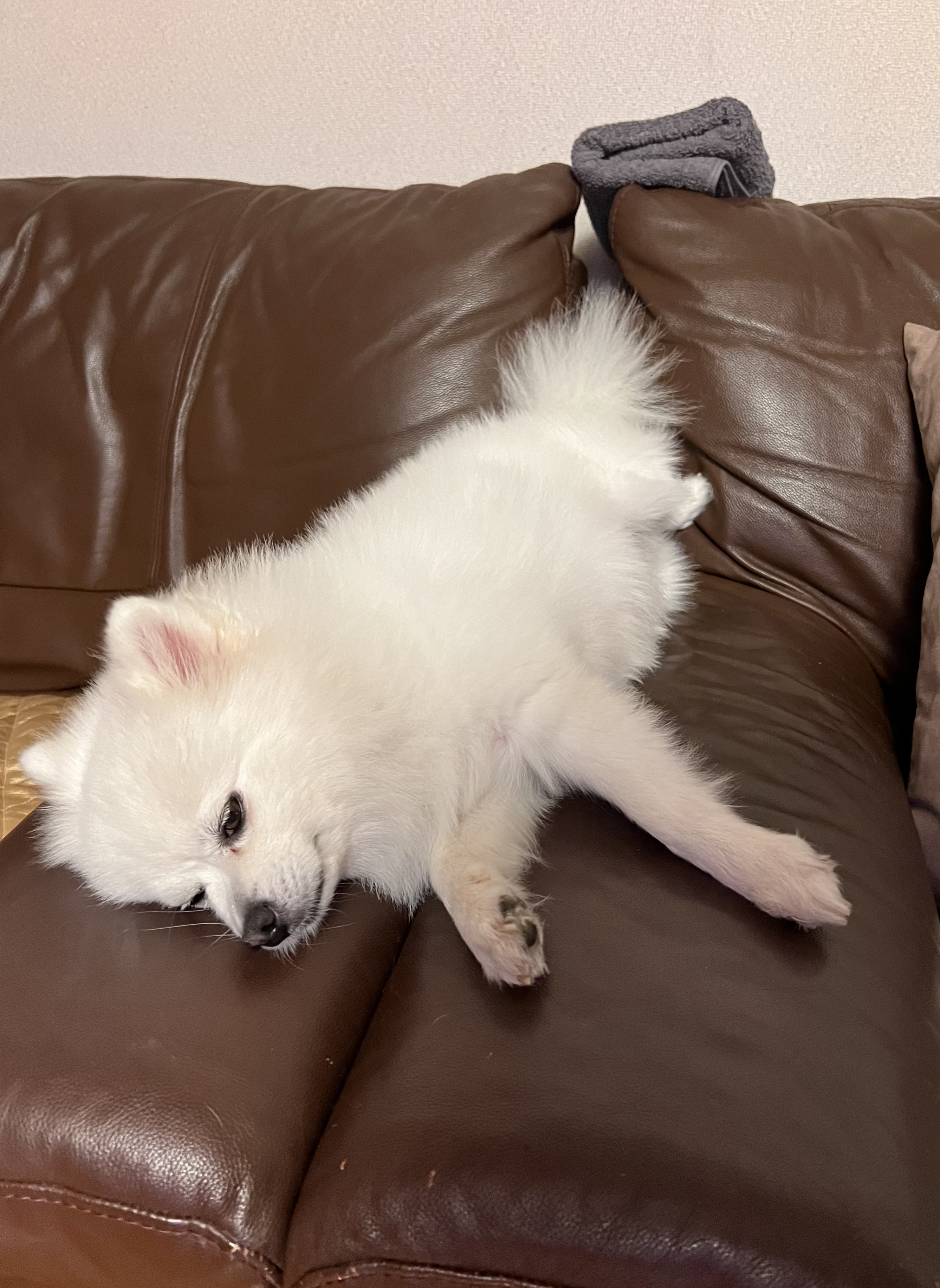 오쥬 임시보호 5개월차 근황입니다!