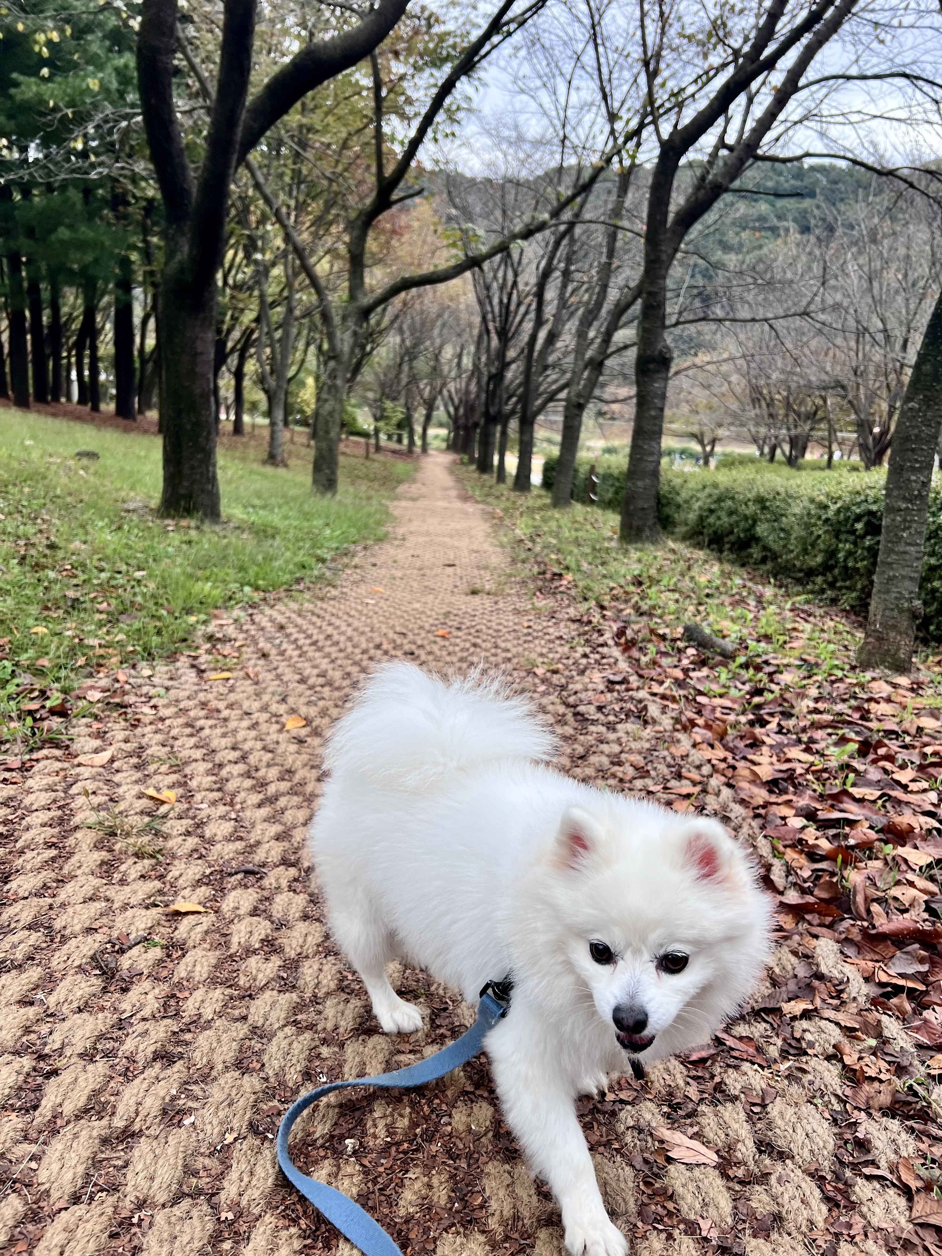 오쥬 임시보호 5개월차 근황입니다!