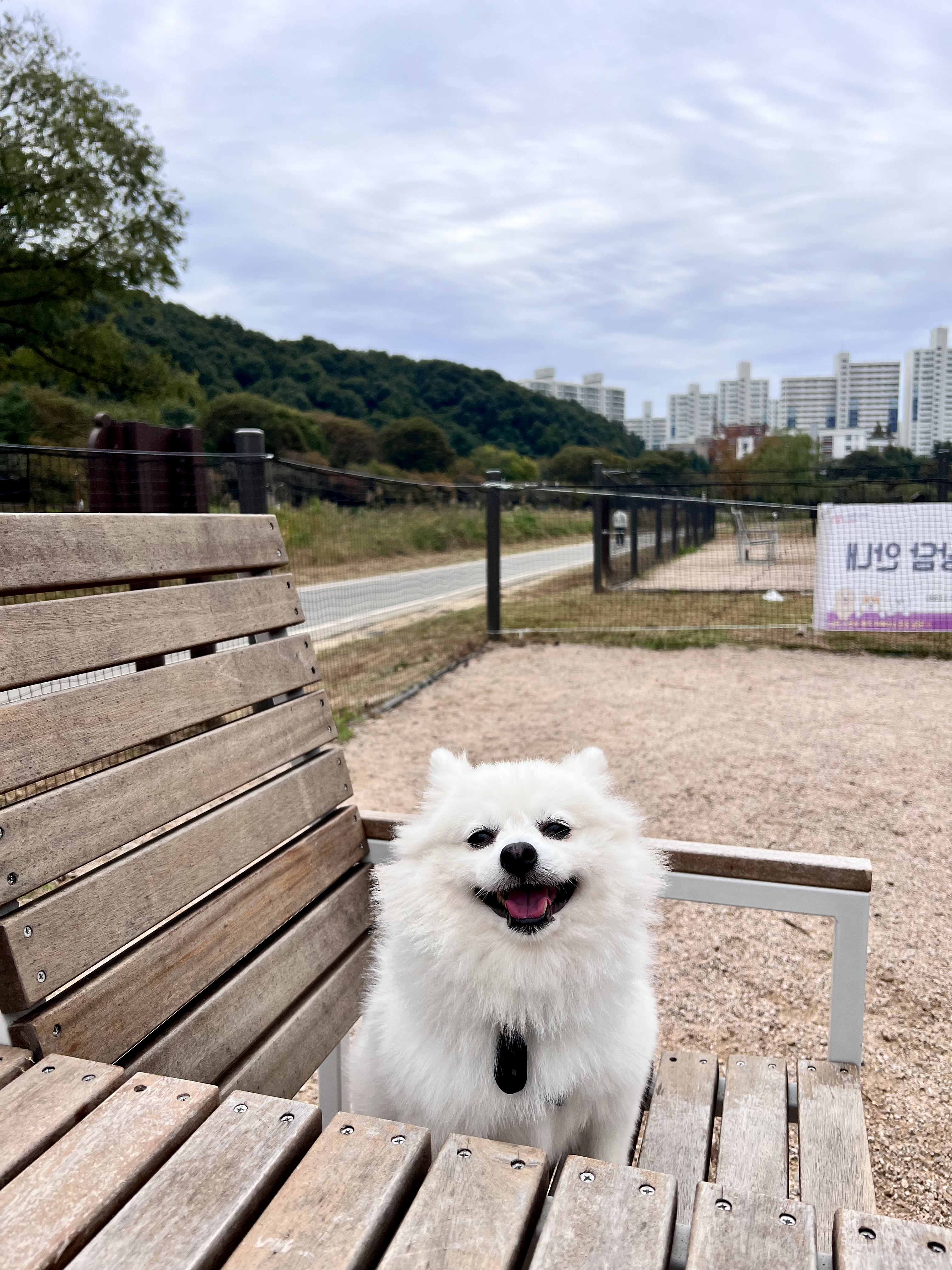 오쥬 임시보호 5개월차 근황입니다!