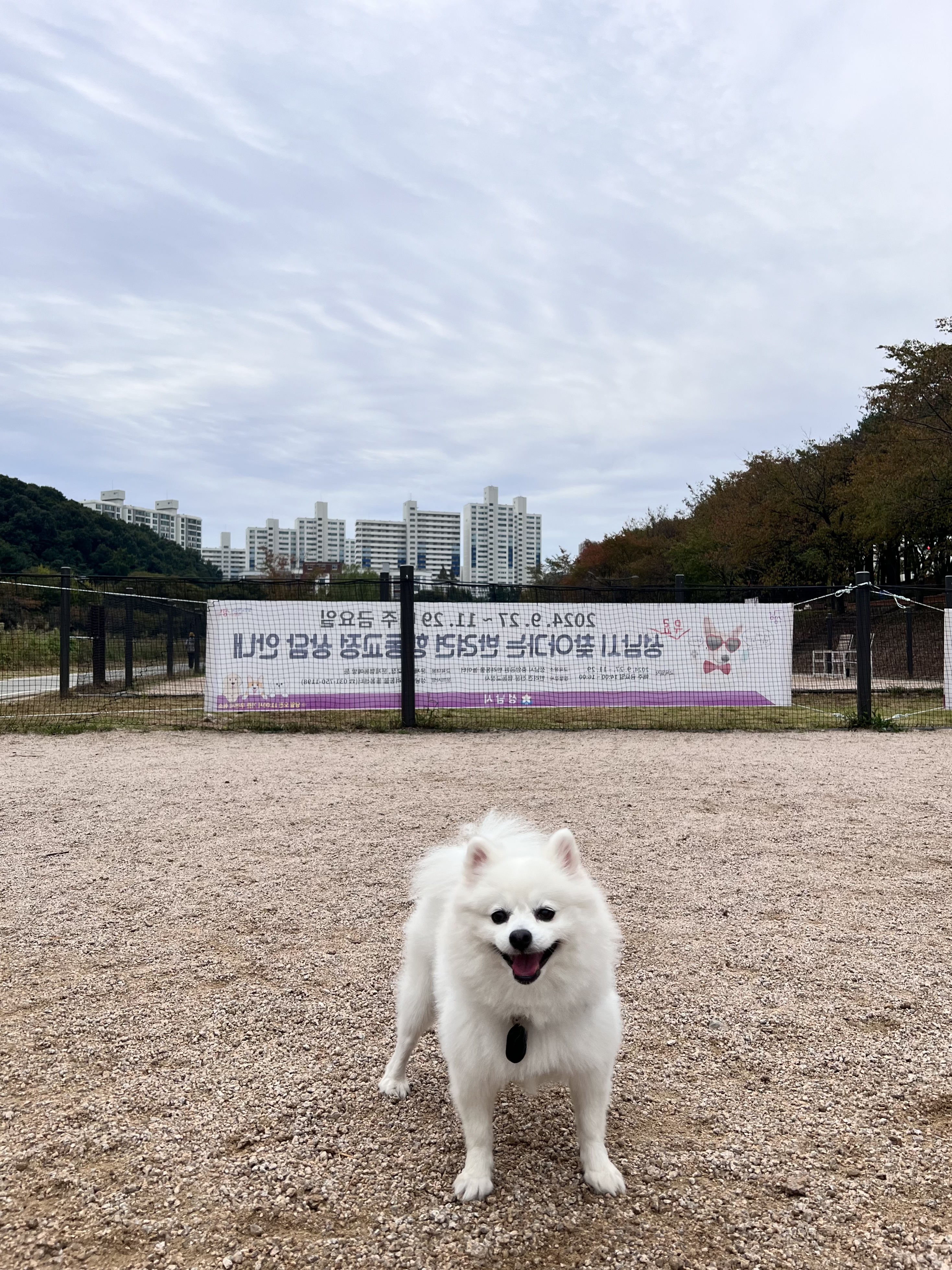 오쥬 임시보호 5개월차 근황입니다!