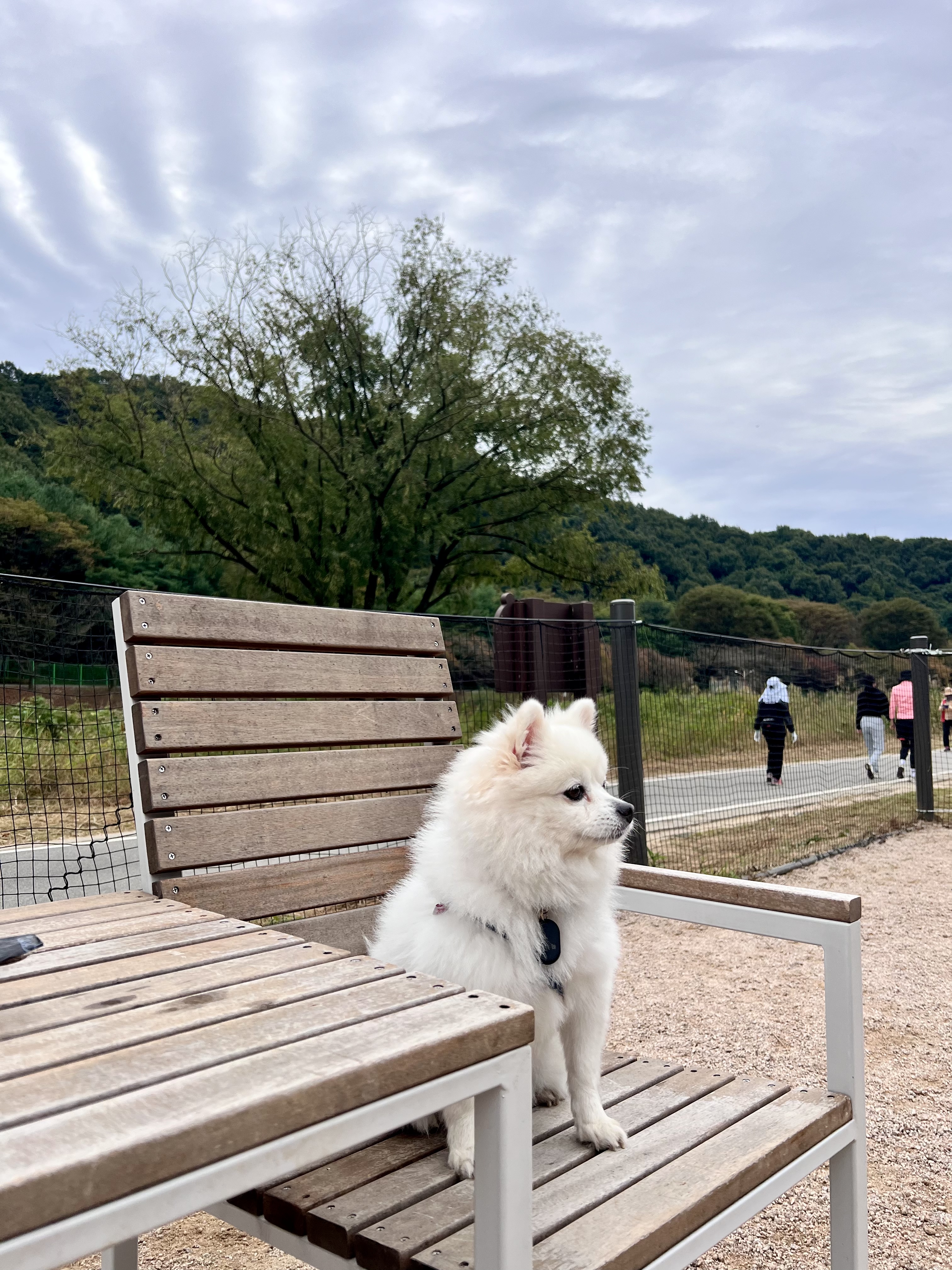 오쥬 임시보호 5개월차 근황입니다!