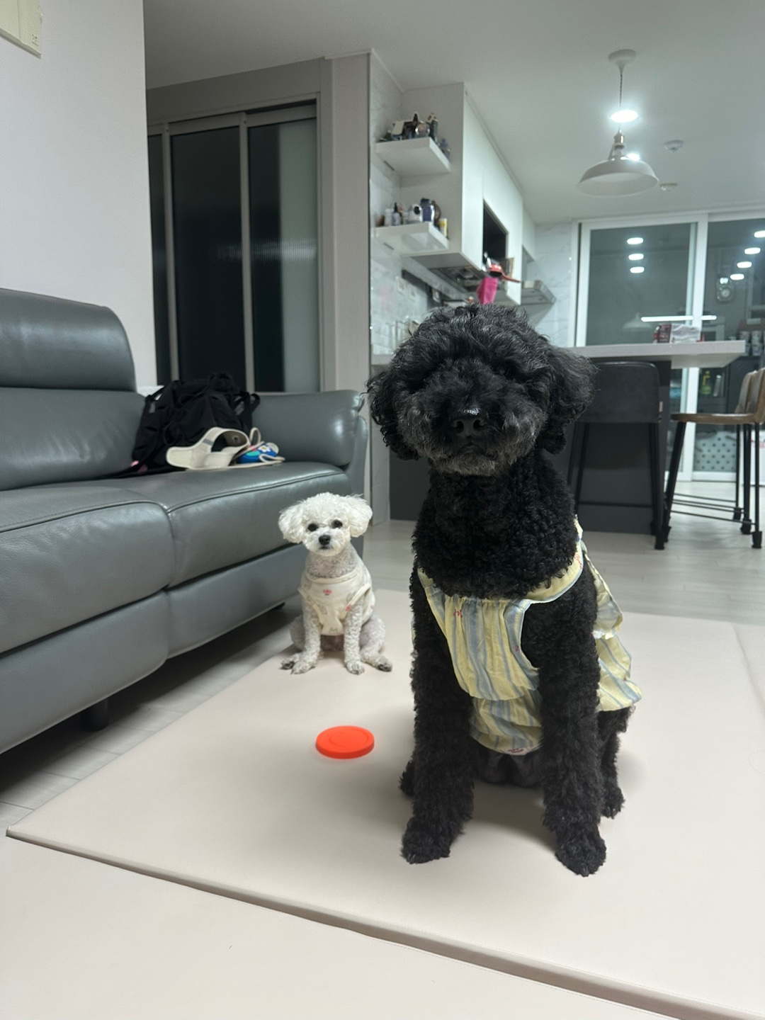 헤라와 심쿵이(구 양일이)이야기