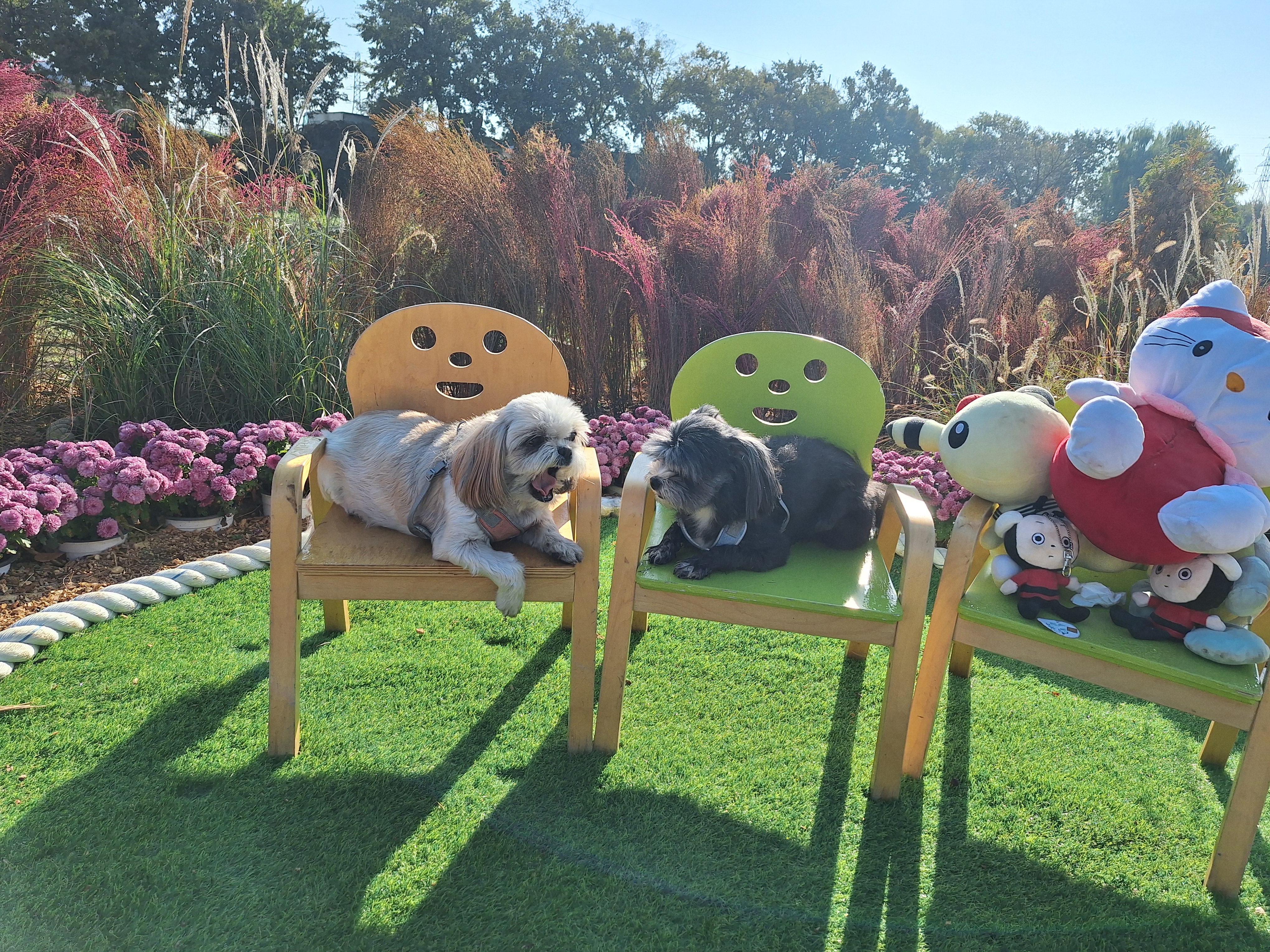 승이(탱숙), 깡이(타타)