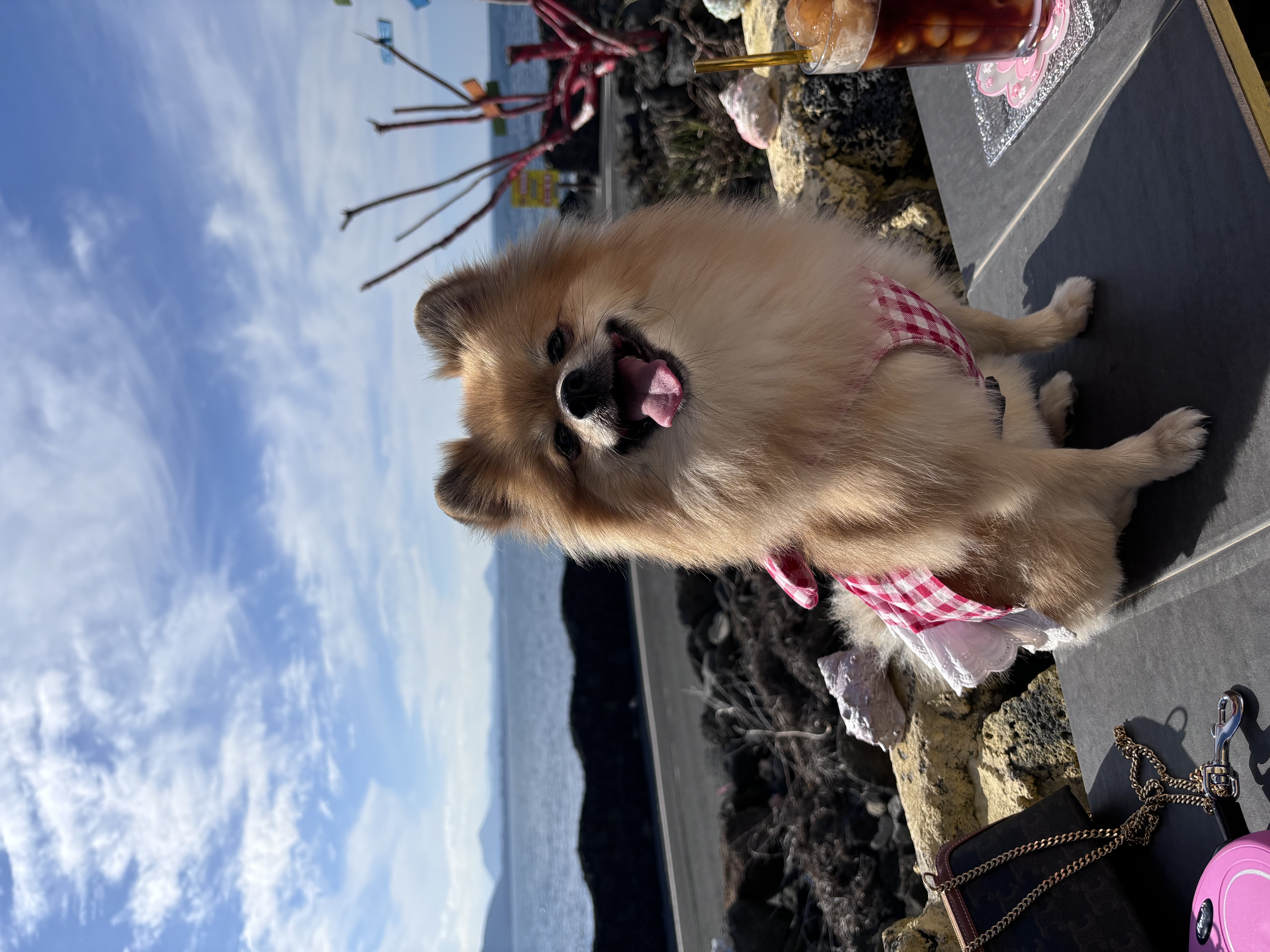 짜장이(곤지암-송일)와 제주여행