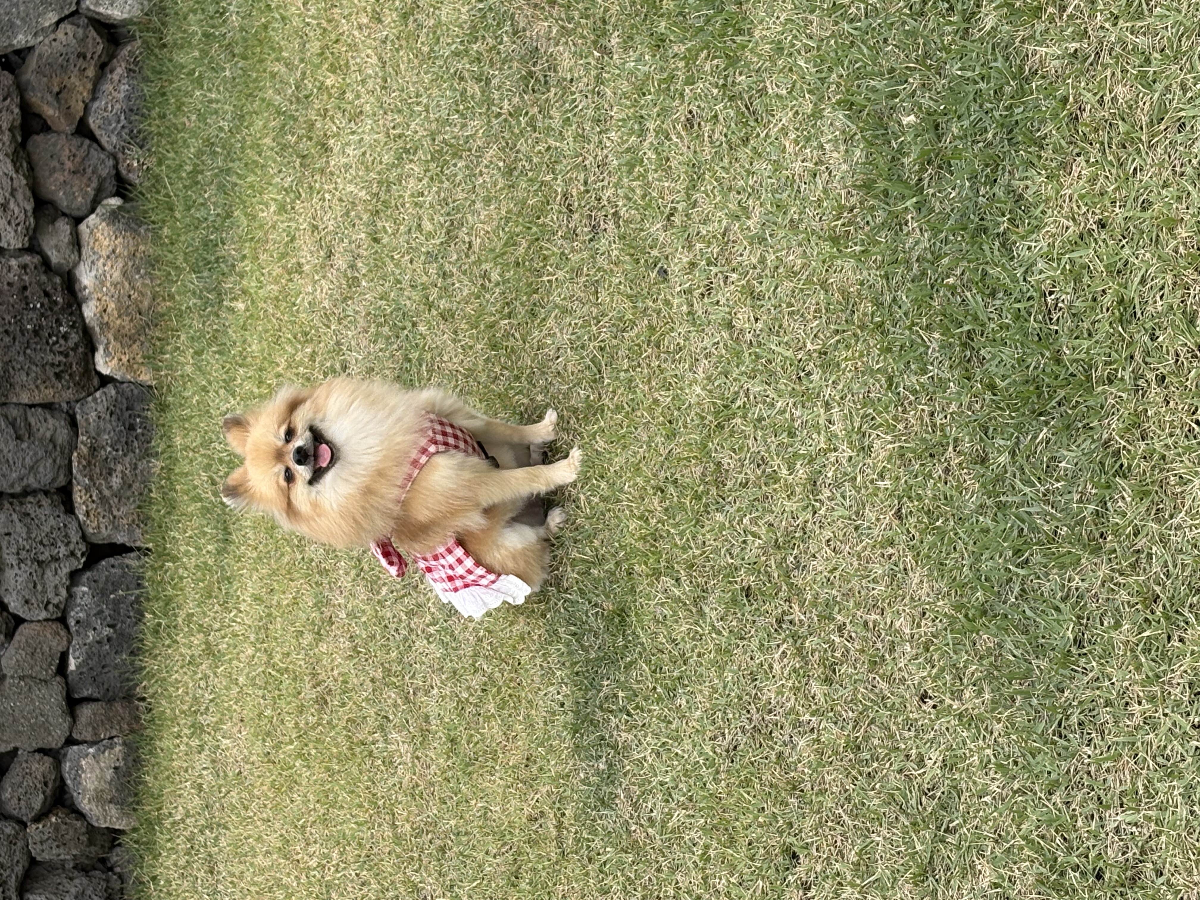 짜장이(곤지암-송일)와 제주여행