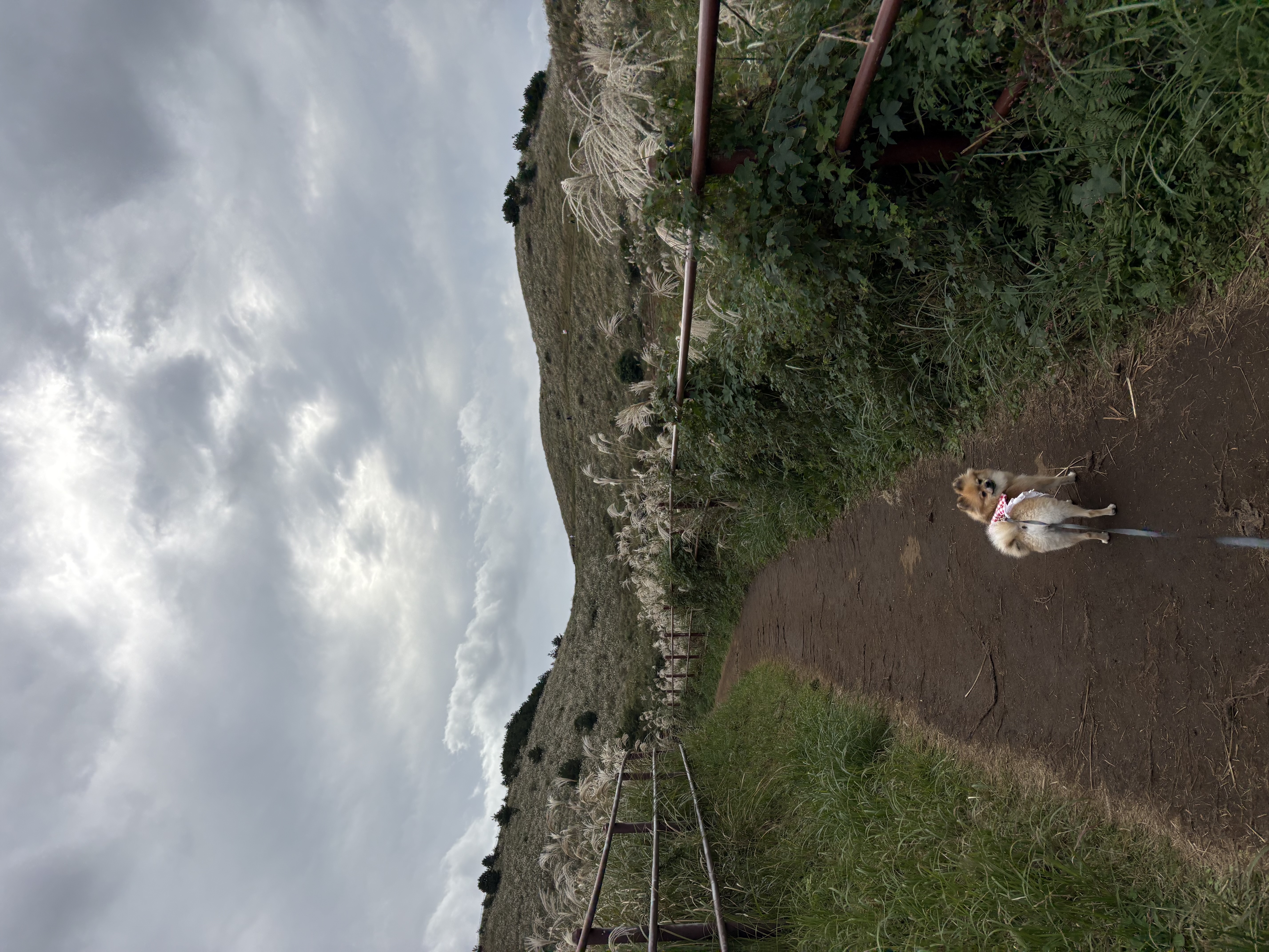 짜장이(곤지암-송일)와 제주여행