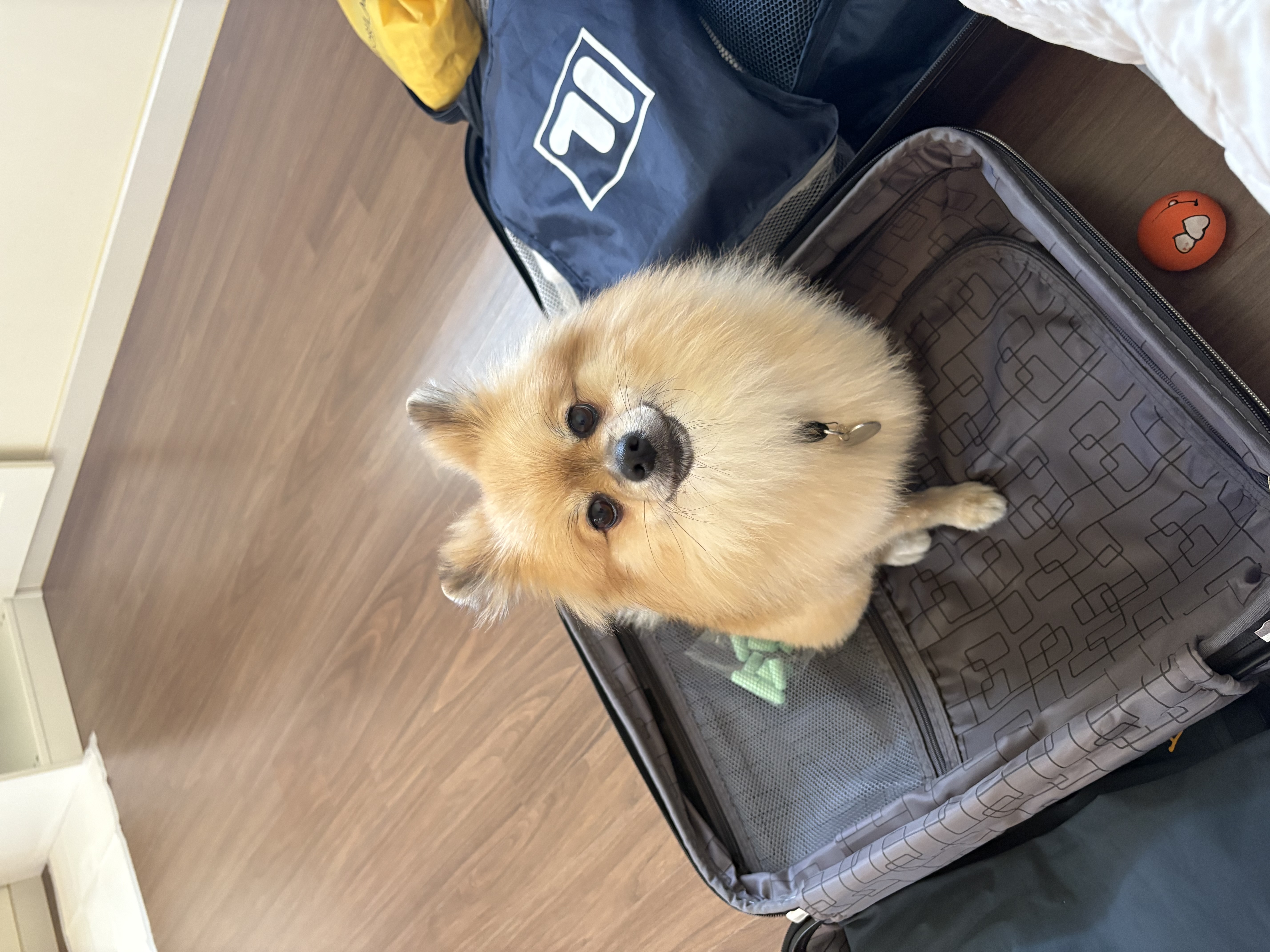 짜장이(곤지암-송일)와 제주여행