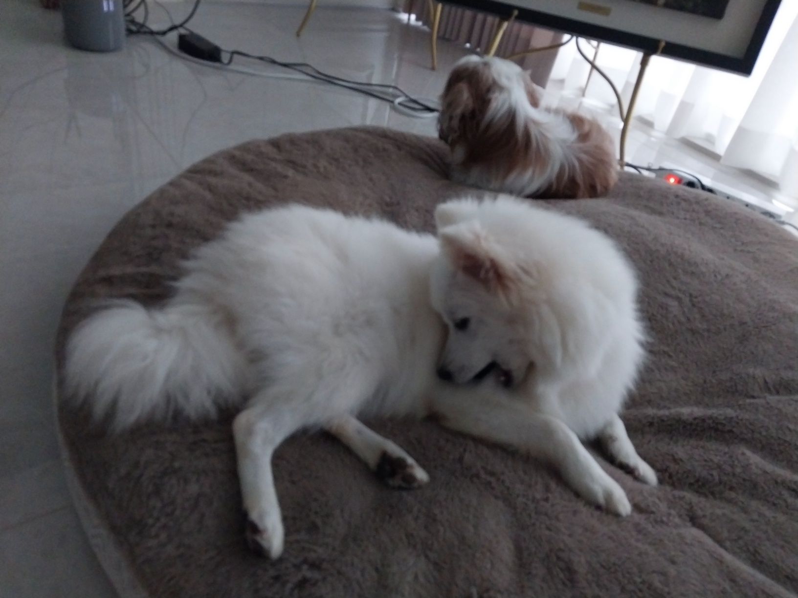 하니 ( 꼬하 ) 우렁차게 짖으며 잘 지내고 있어요.