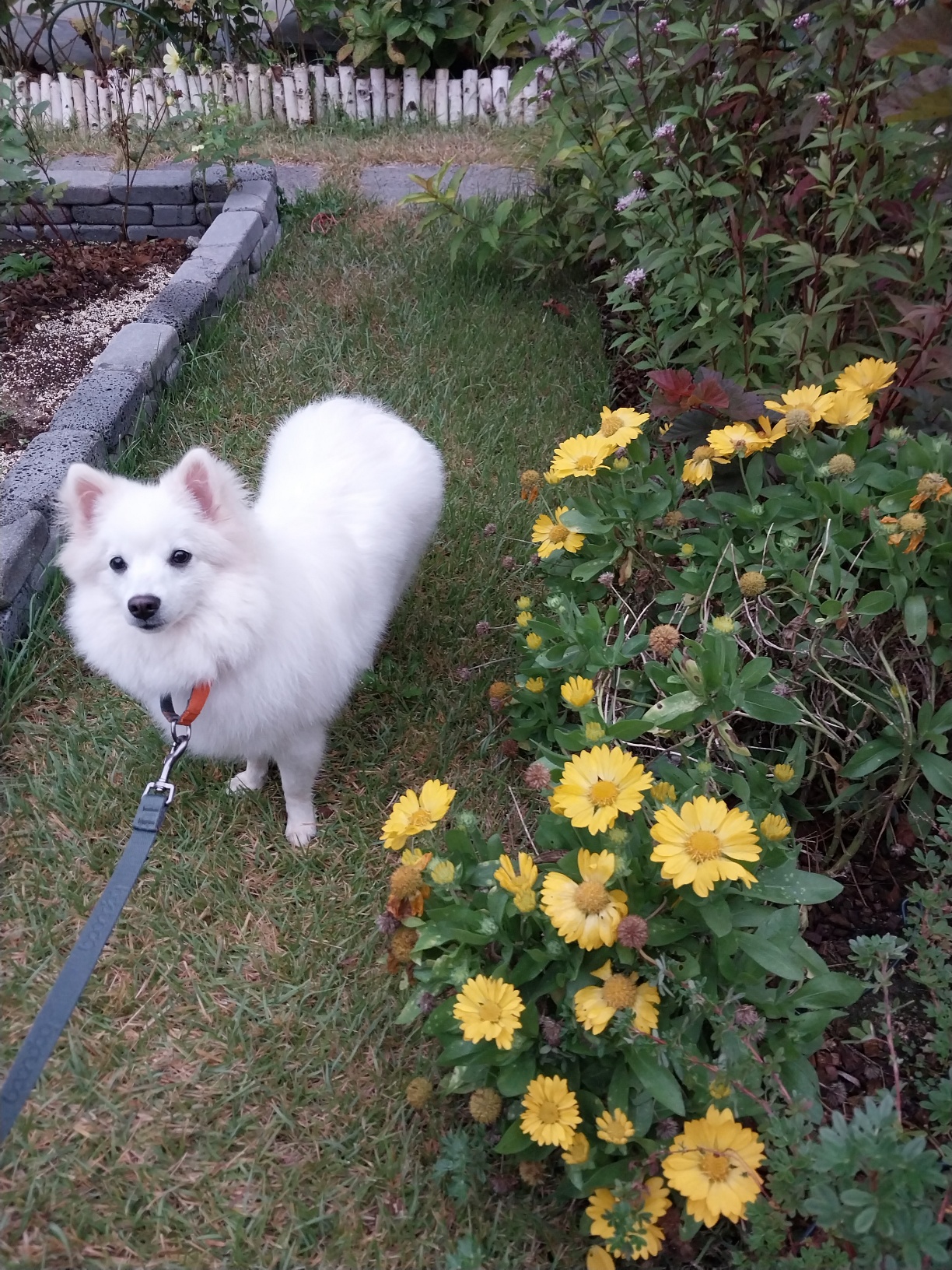 하니 ( 꼬하 ) 우렁차게 짖으며 잘 지내고 있어요.