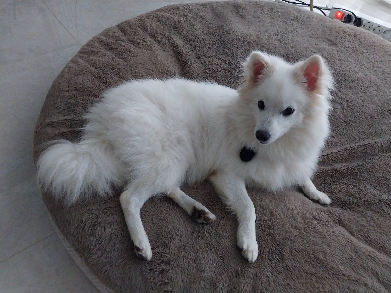 하니 ( 꼬하 ) 우렁차게 짖으며 잘 지내고 있어요.