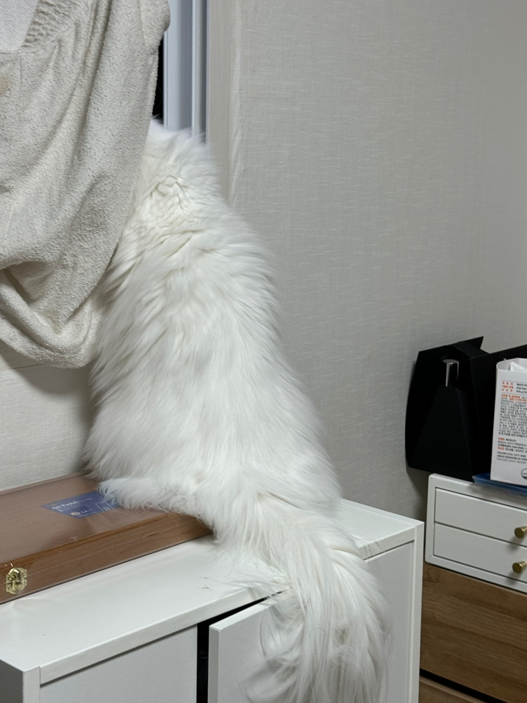 일순이 입양 후기 - 한 달 차