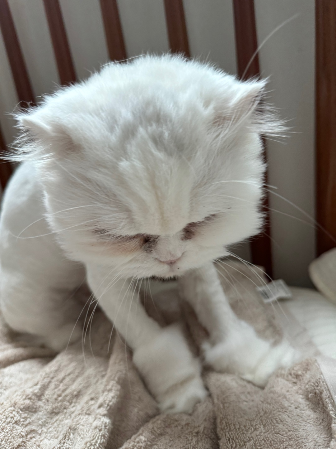 일순이 입양 후기 - 한 달 차