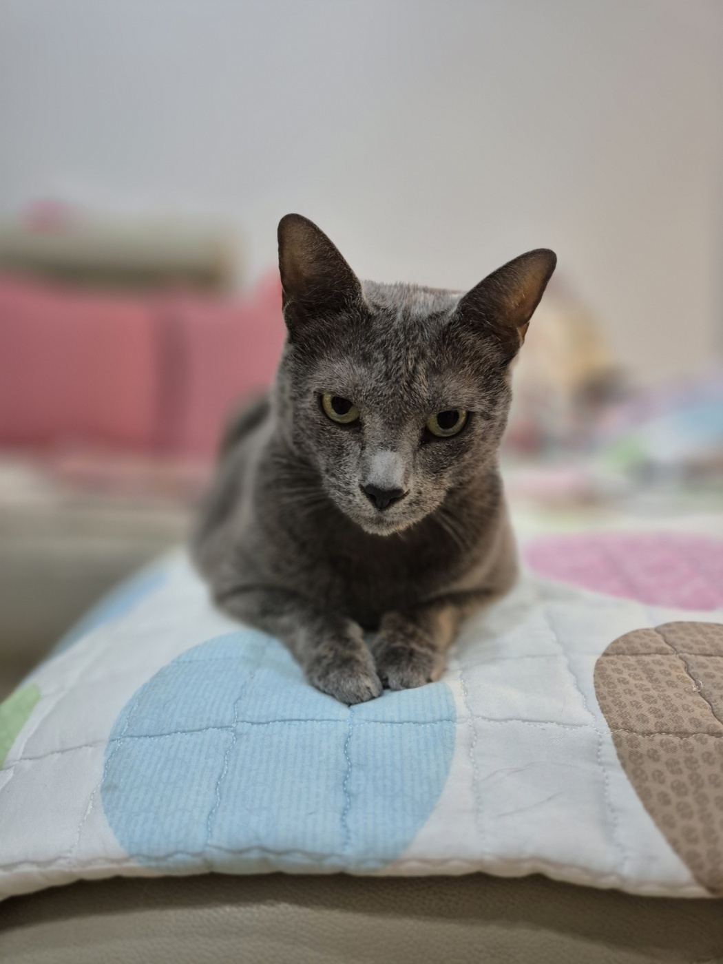 사랑하는 밍키(러블이)와 함께한 날들이 벌써 3년이 되었네요.