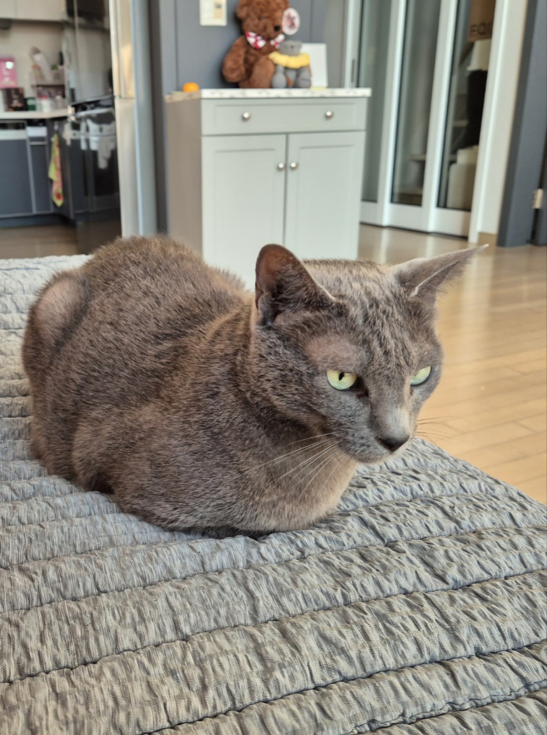 사랑하는 밍키(러블이)와 함께한 날들이 벌써 3년이 되었네요.