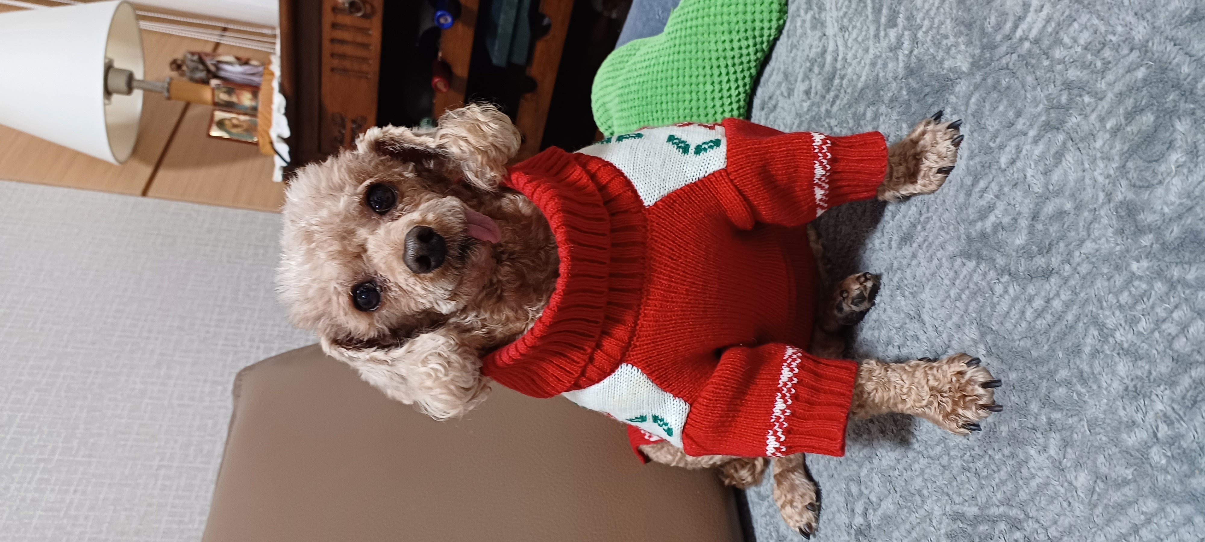 해운대에서 뽀비(퐁듀)소식 전합니다!