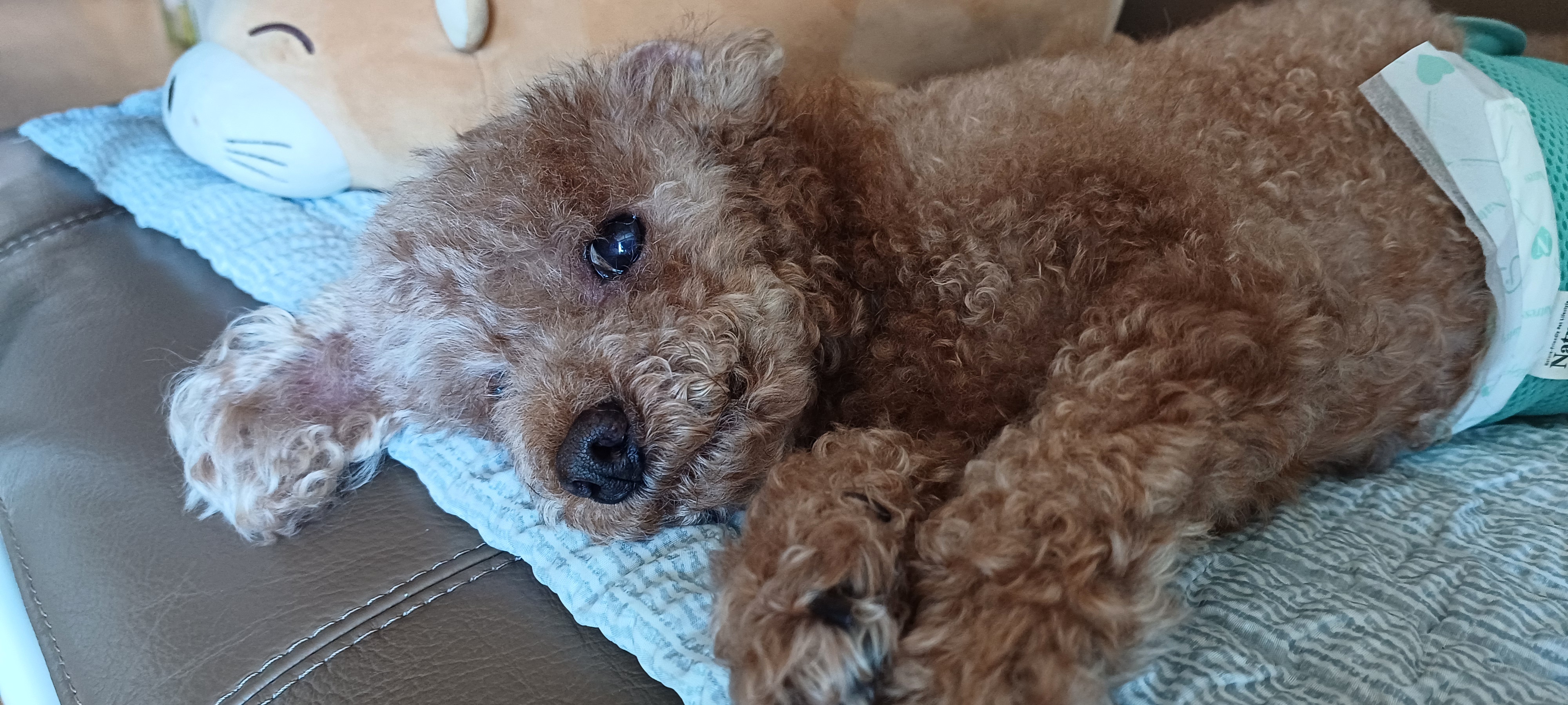 해운대에서 뽀비(퐁듀)소식 전합니다!