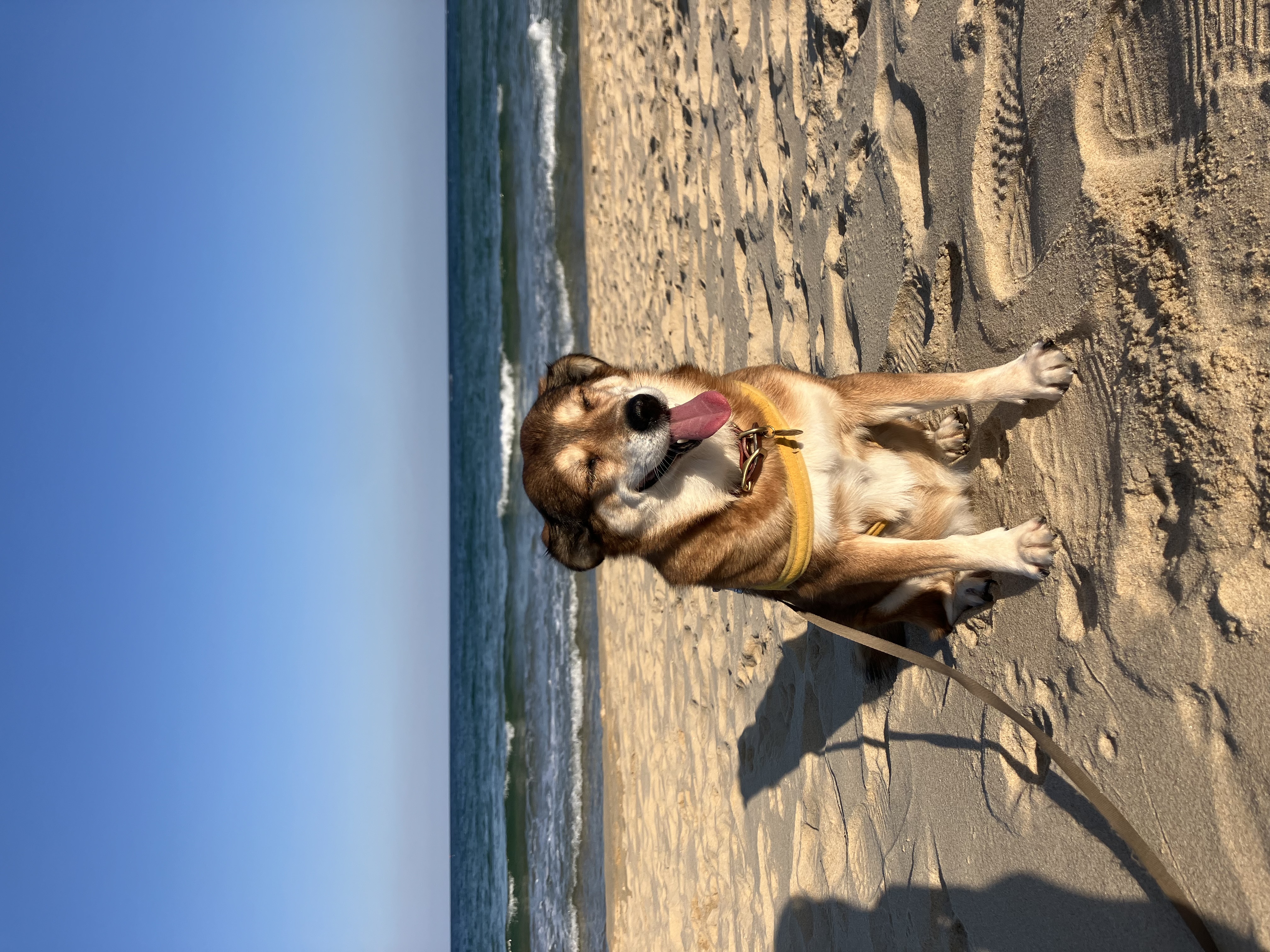 제니 였던 보리와 벌써 4년째