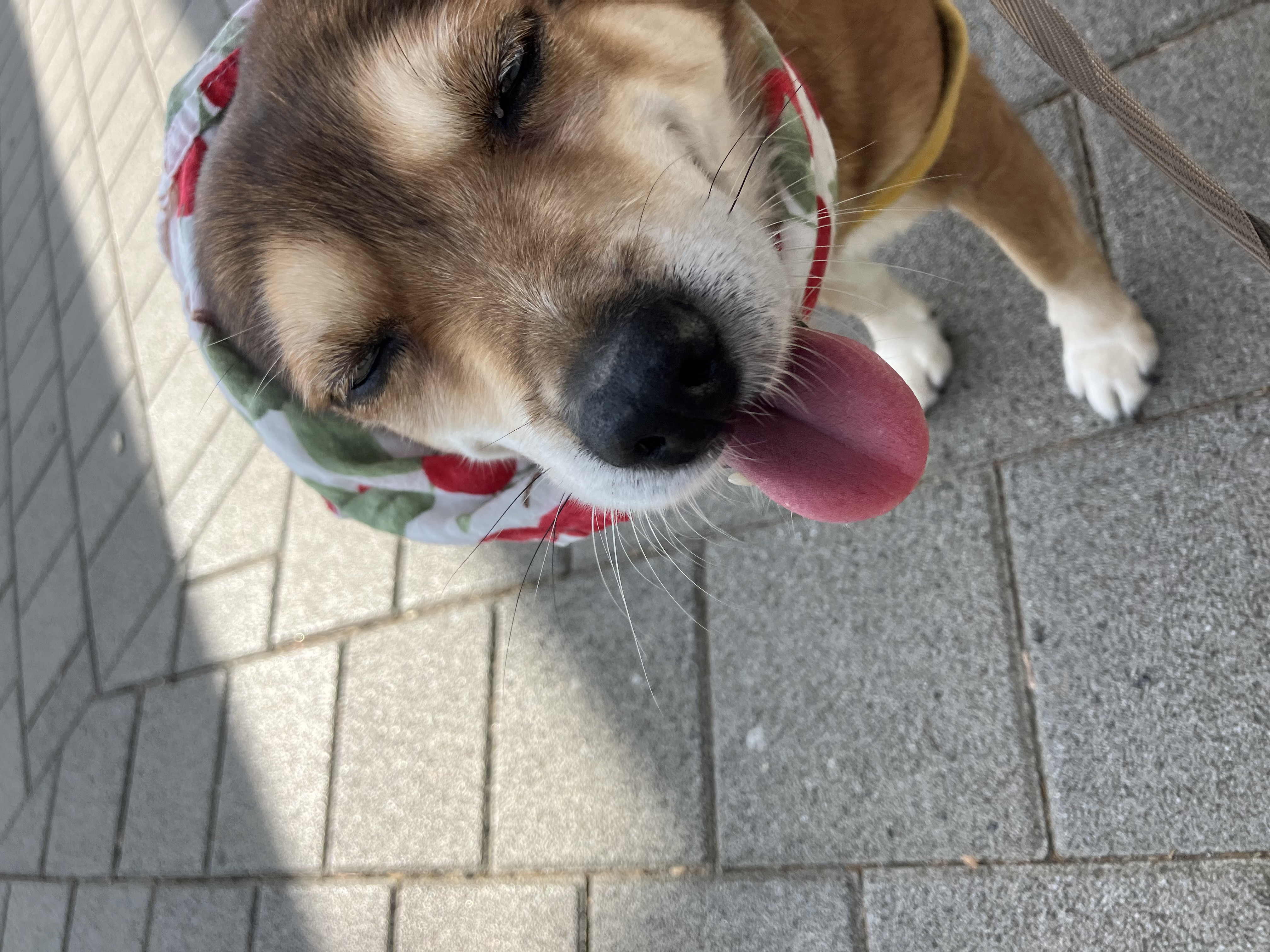 제니 였던 보리와 벌써 4년째