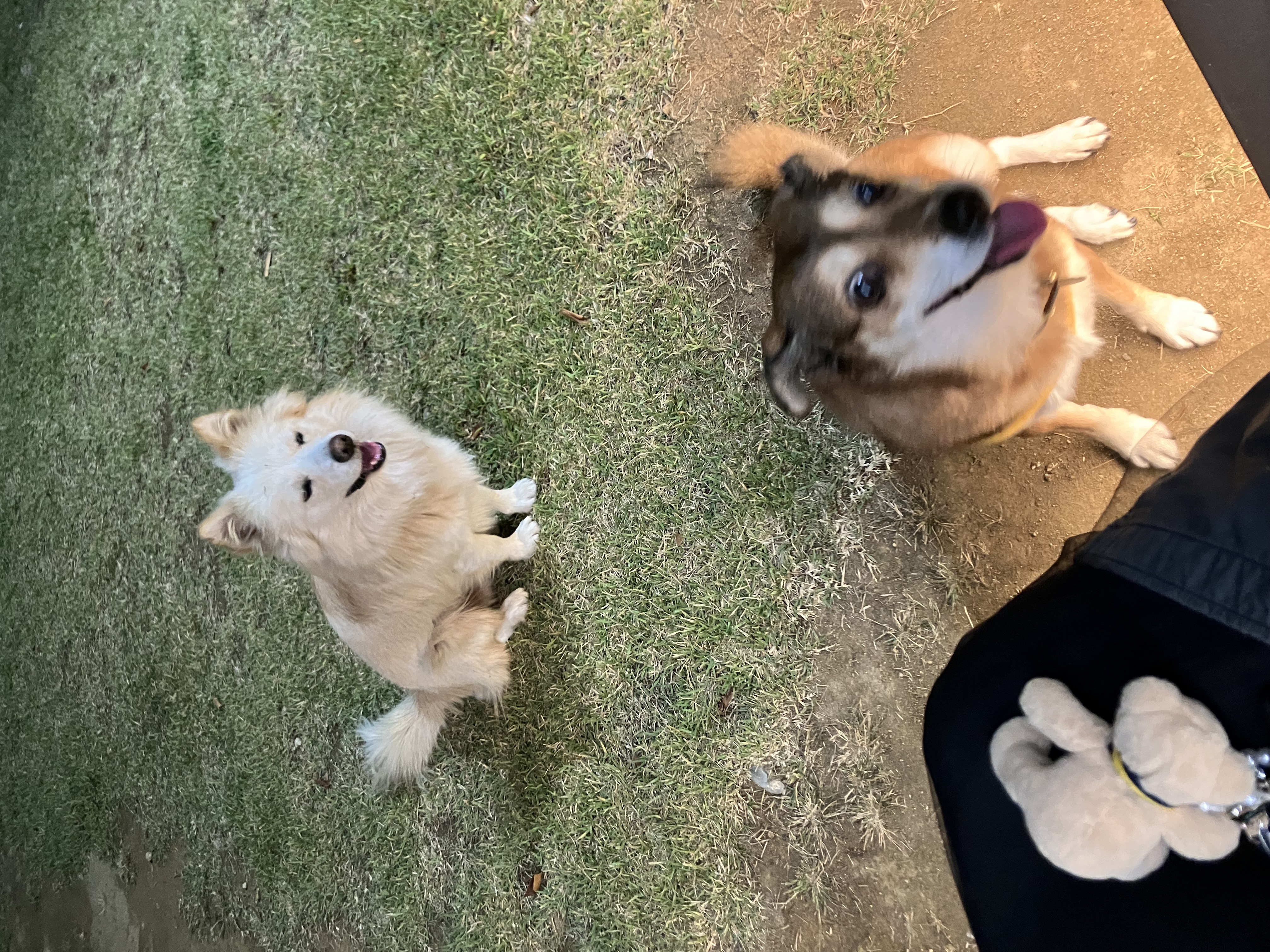 제니 였던 보리와 벌써 4년째