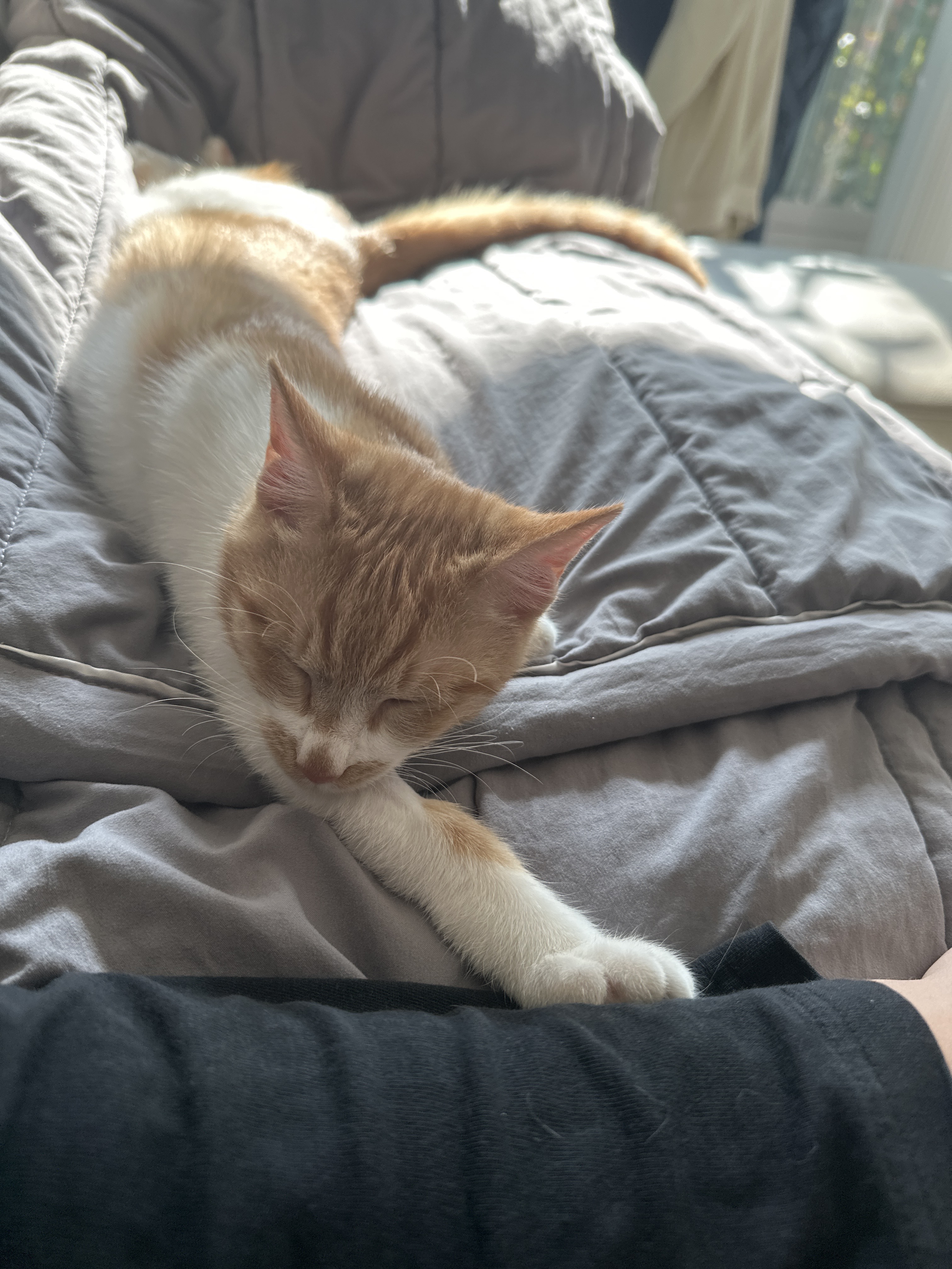 달봉이(달콩이) 입양 후기 - 일주일