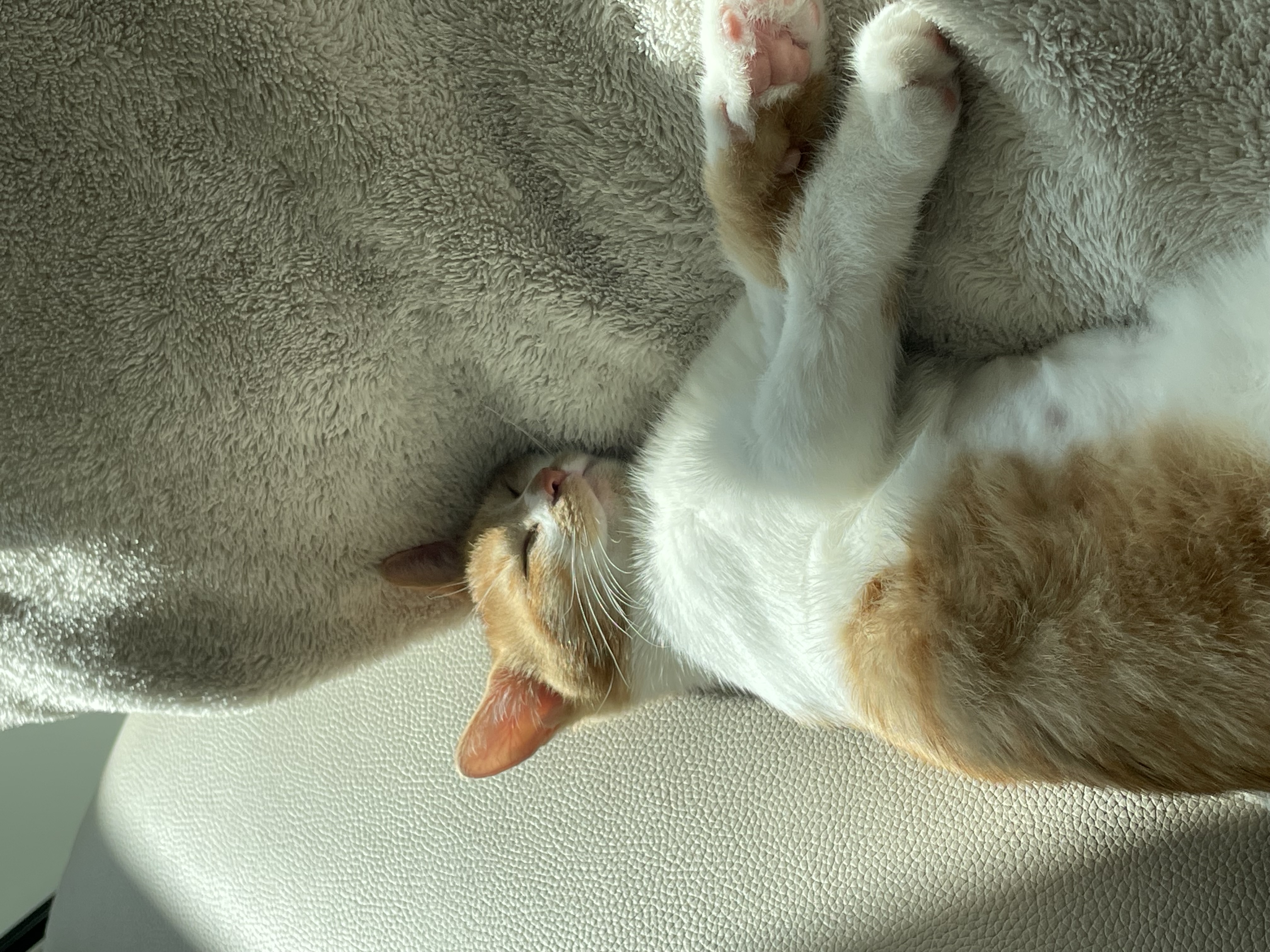 달봉이(달콩이) 입양 후기 - 일주일