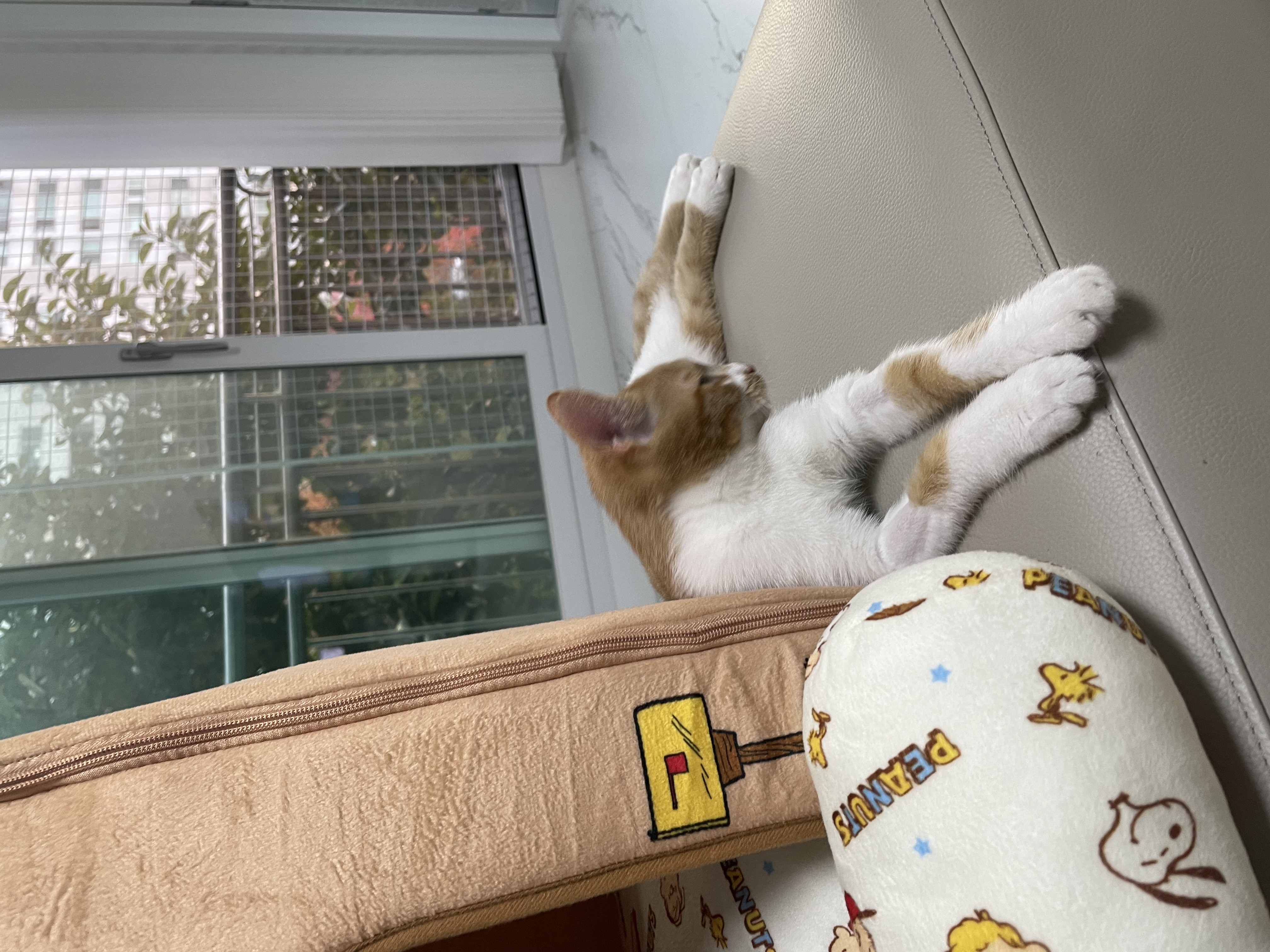 달봉이(달콩이) 입양 후기 - 일주일