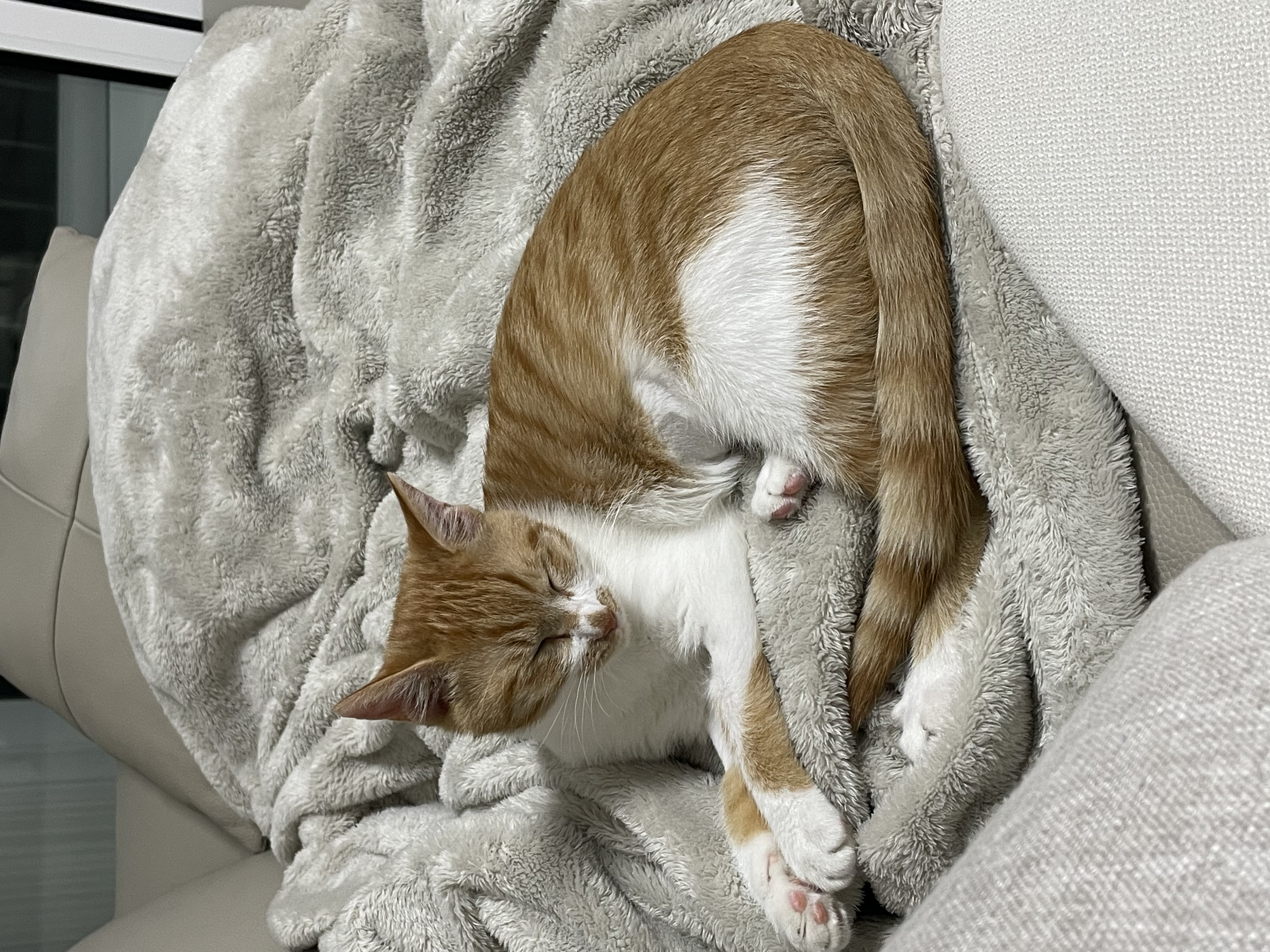 달봉이(달콩이) 입양 후기 - 일주일