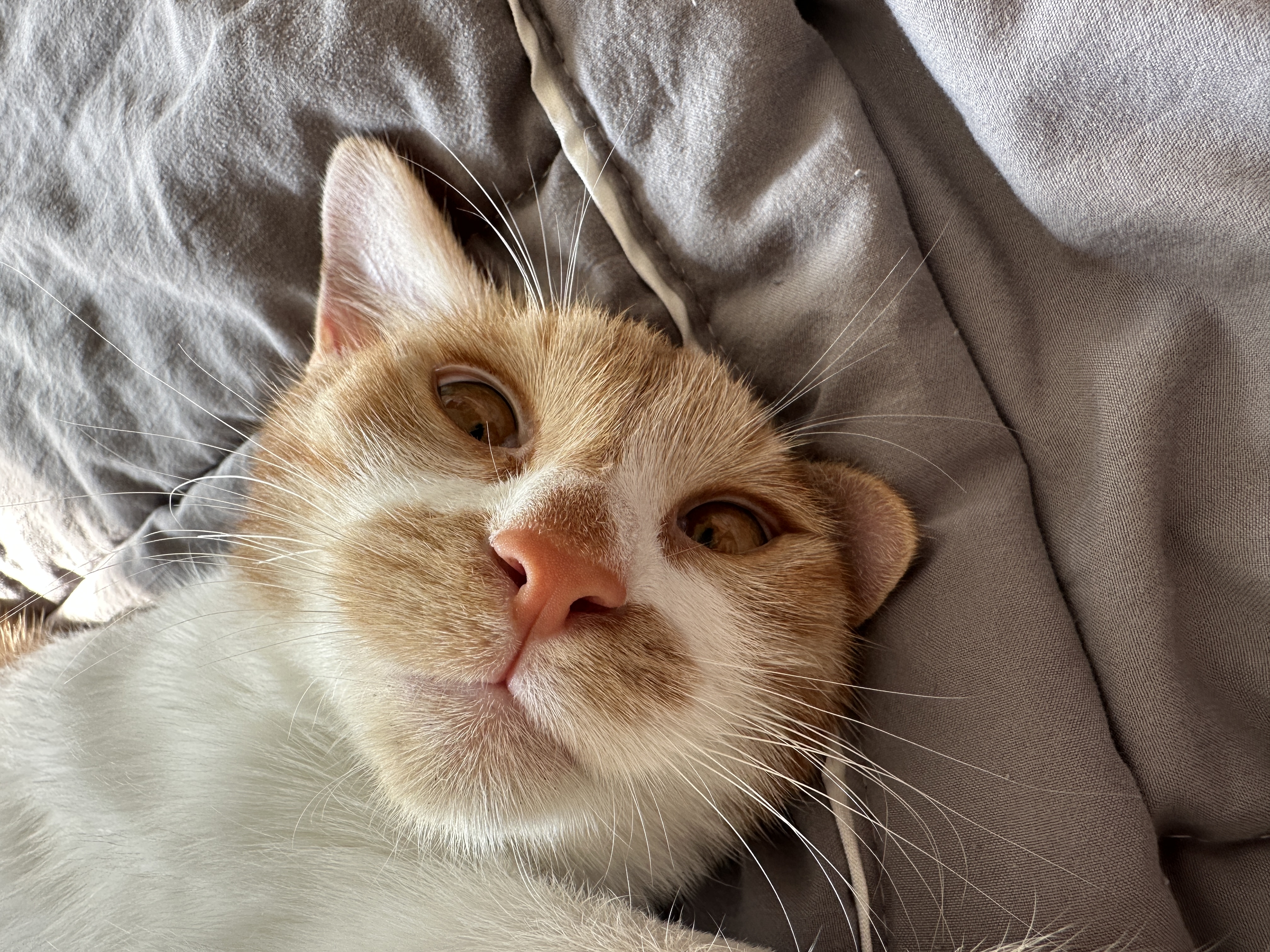 달봉이(달콩이) 입양 후기 - 일주일