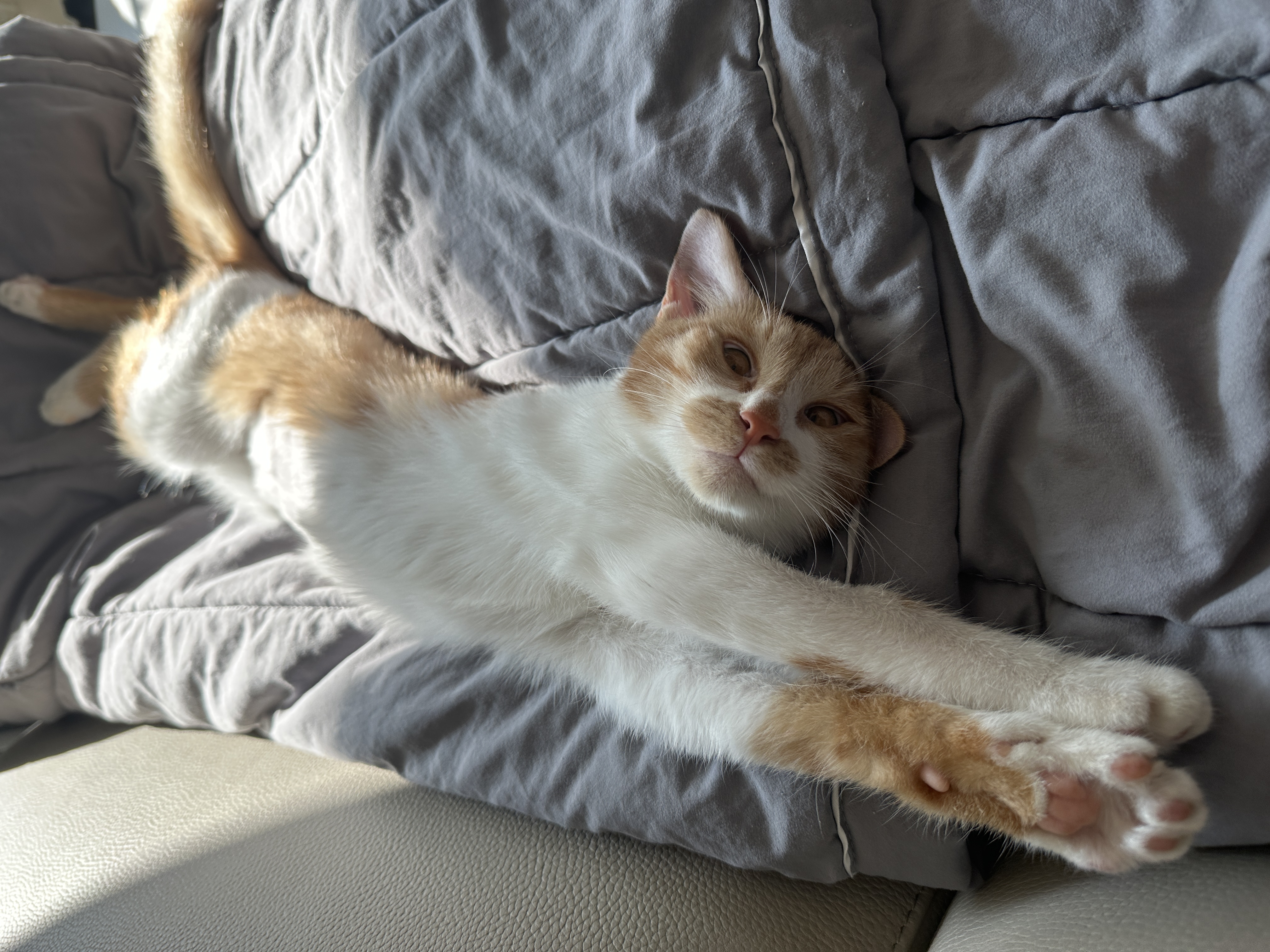 달봉이(달콩이) 입양 후기 - 일주일