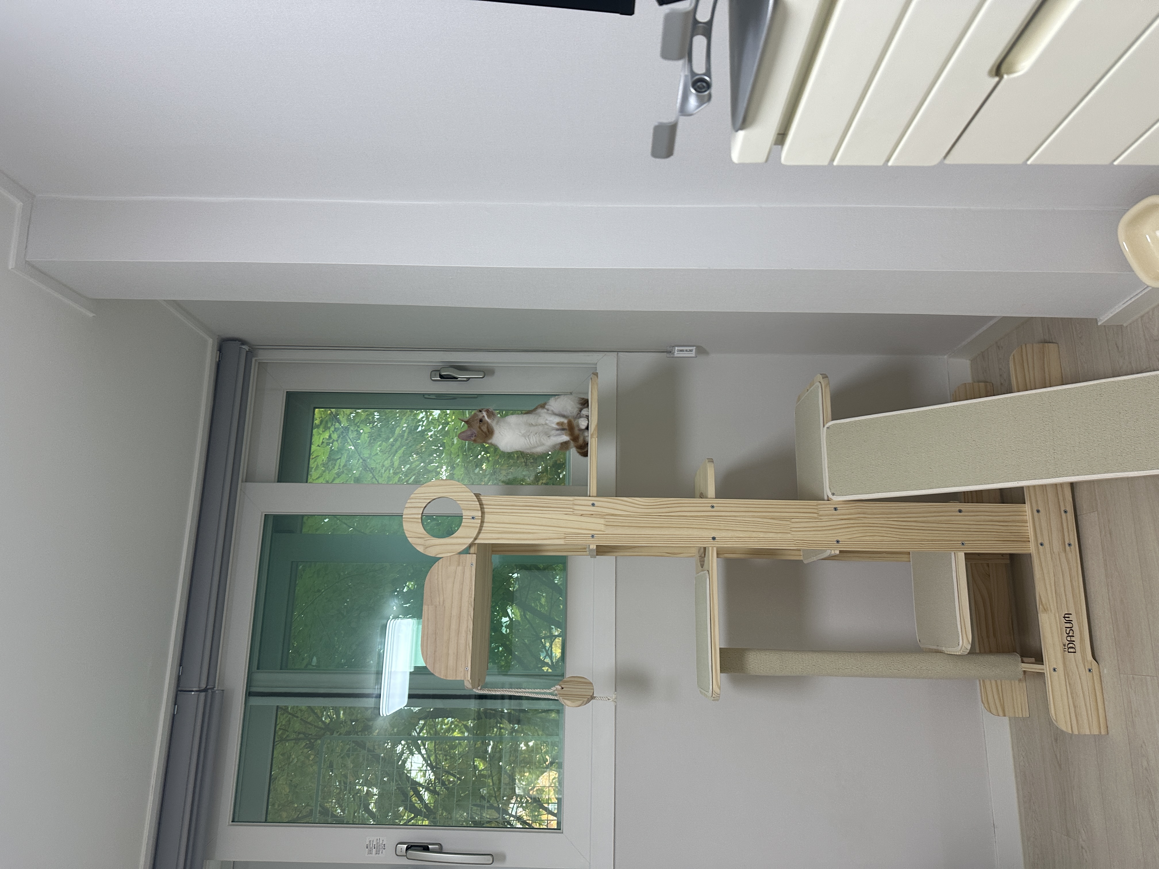 달봉이(달콩이) 입양 후기 - 일주일