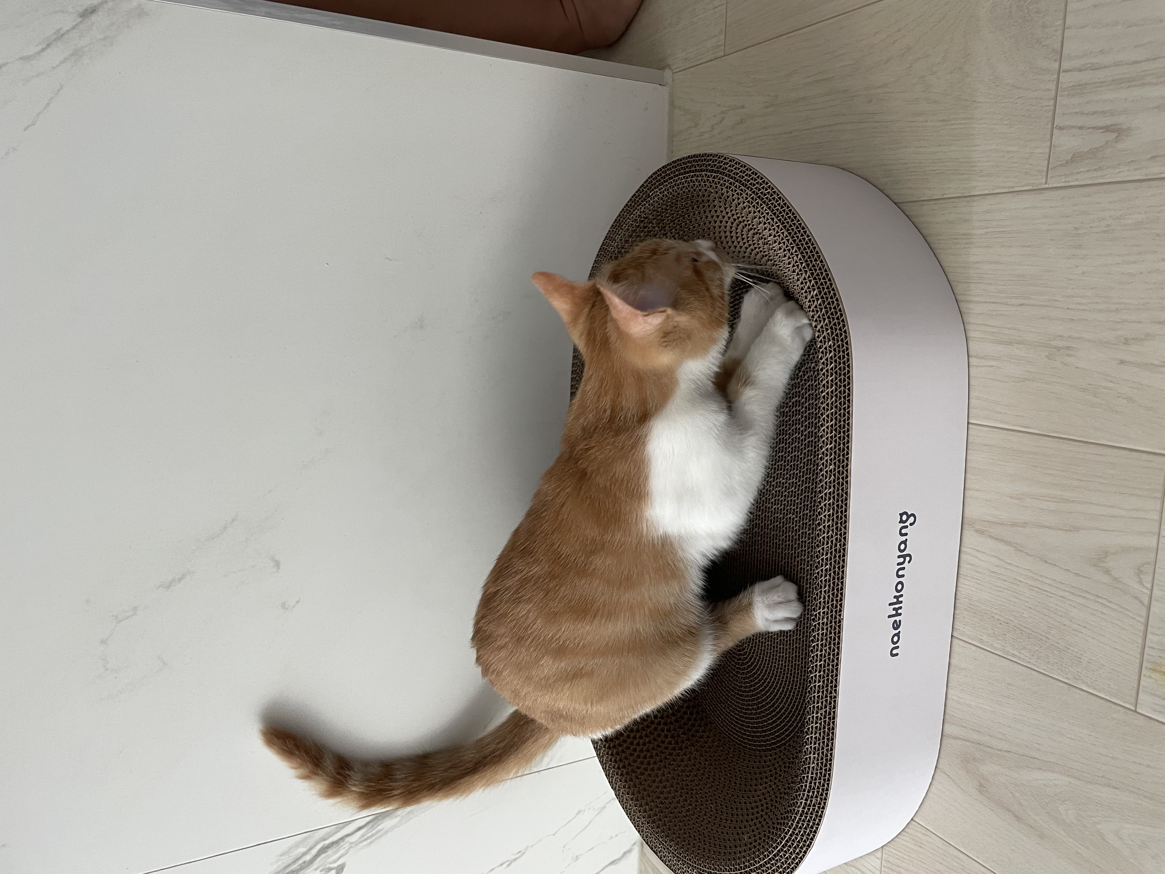 달봉이(달콩이) 입양 후기 - 일주일