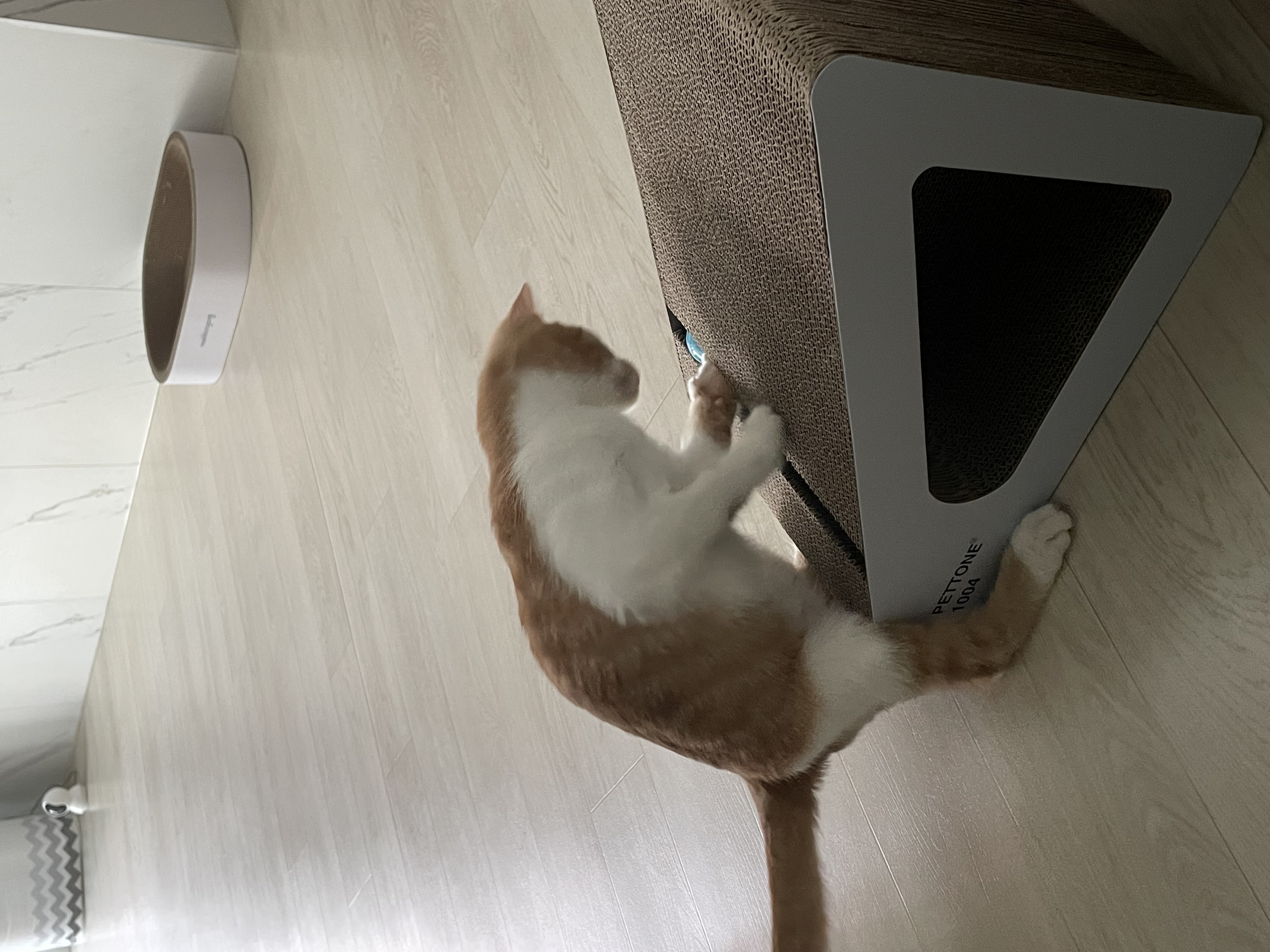 달봉이(달콩이) 입양 후기 - 일주일