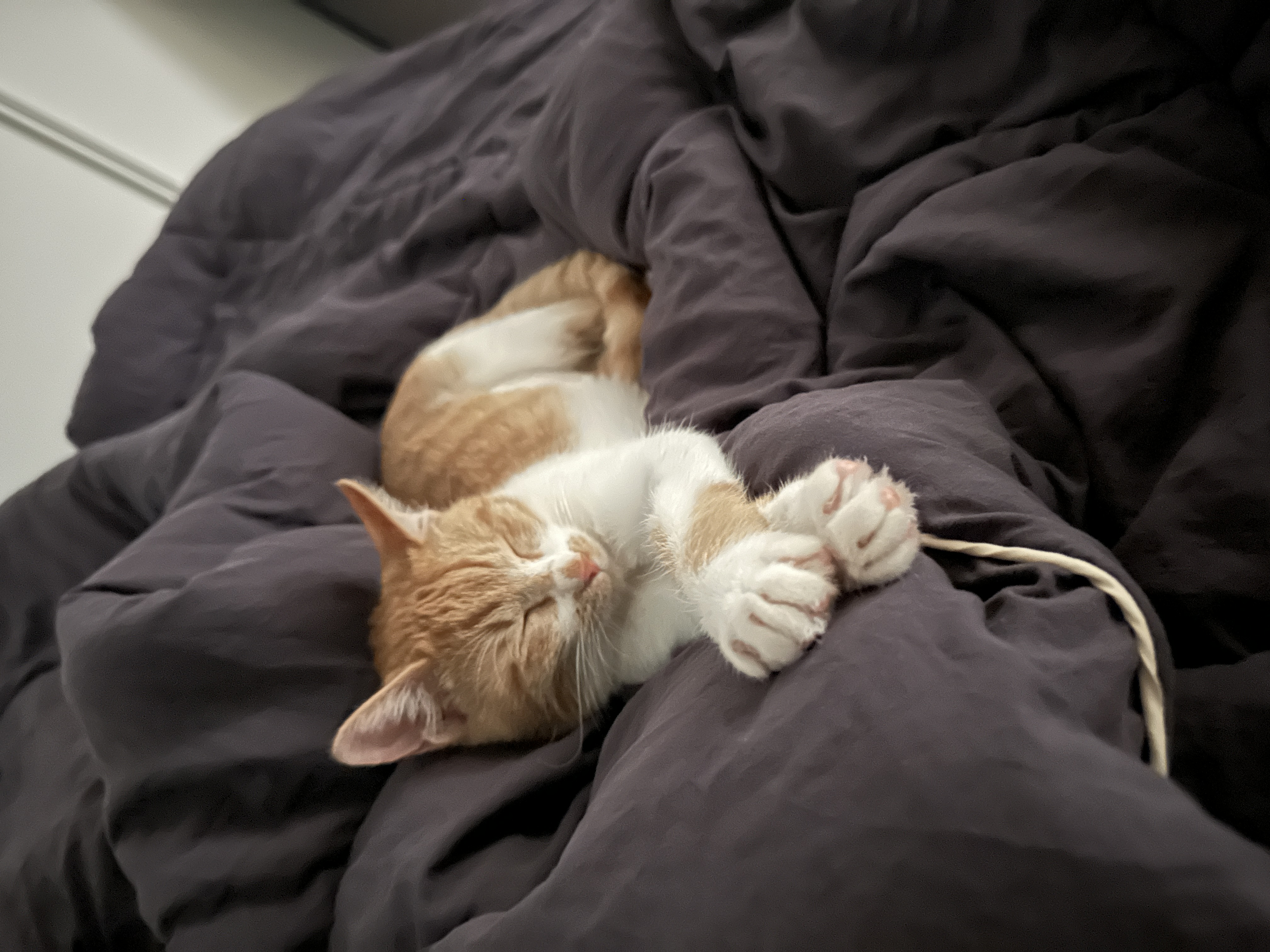 달봉이(달콩이) 입양 후기 - 일주일