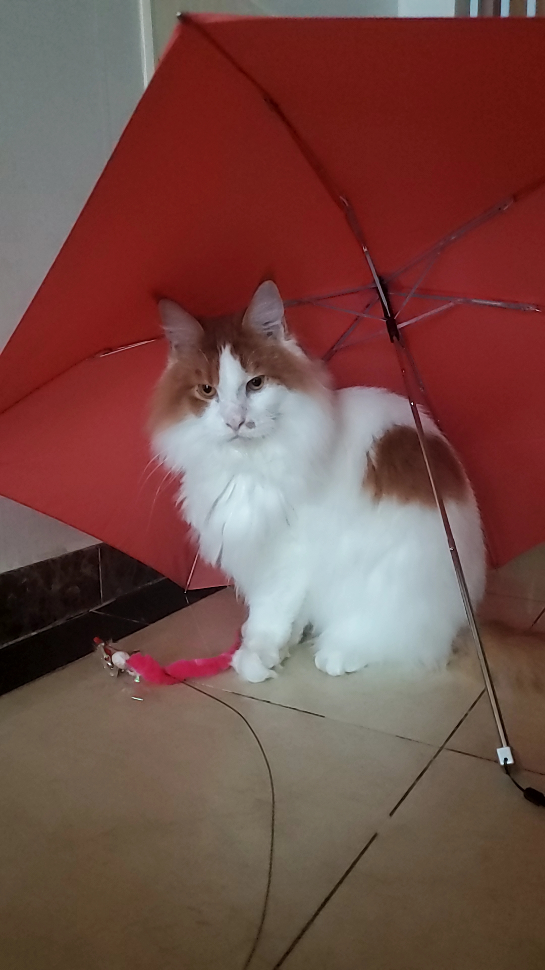 귀염둥이 호비(테니) 입양 1년이 되었습니다 